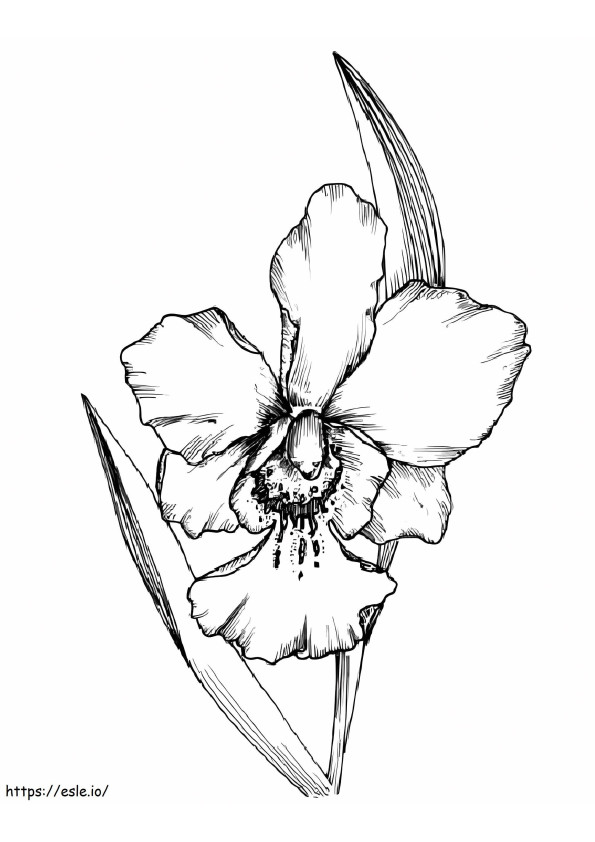 orquídea realista para colorir