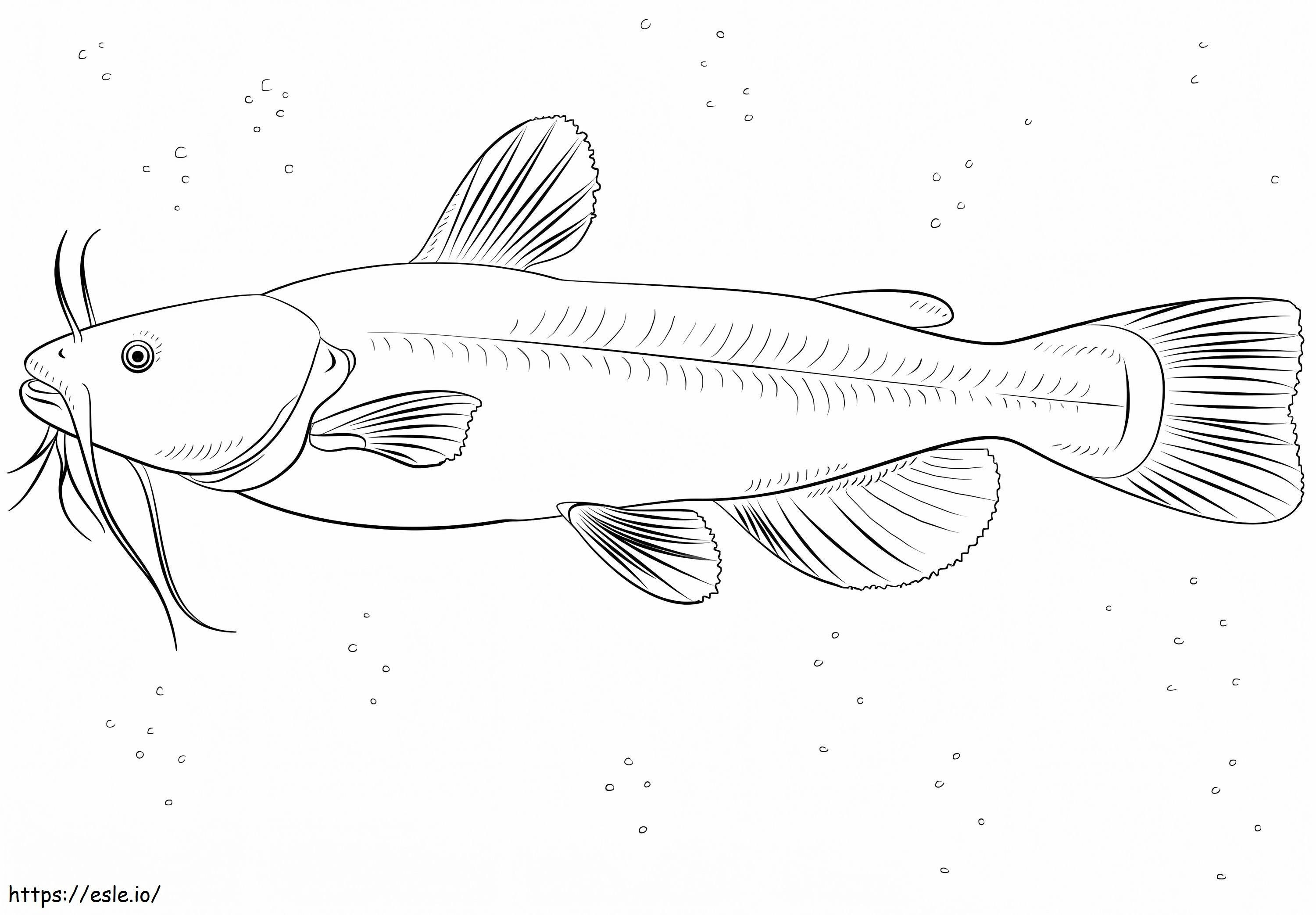 Bullhead yayın balığı boyama