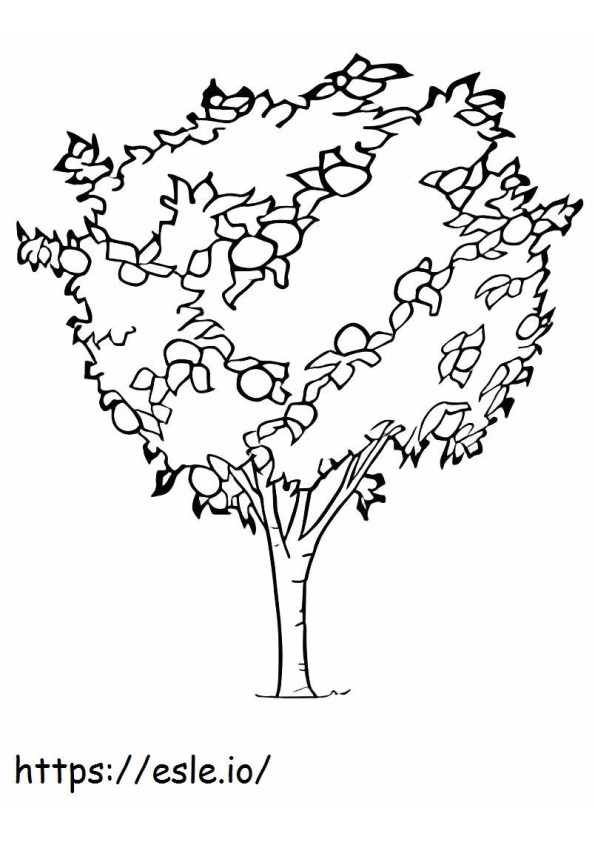 Drzewo kumkwatu kolorowanka