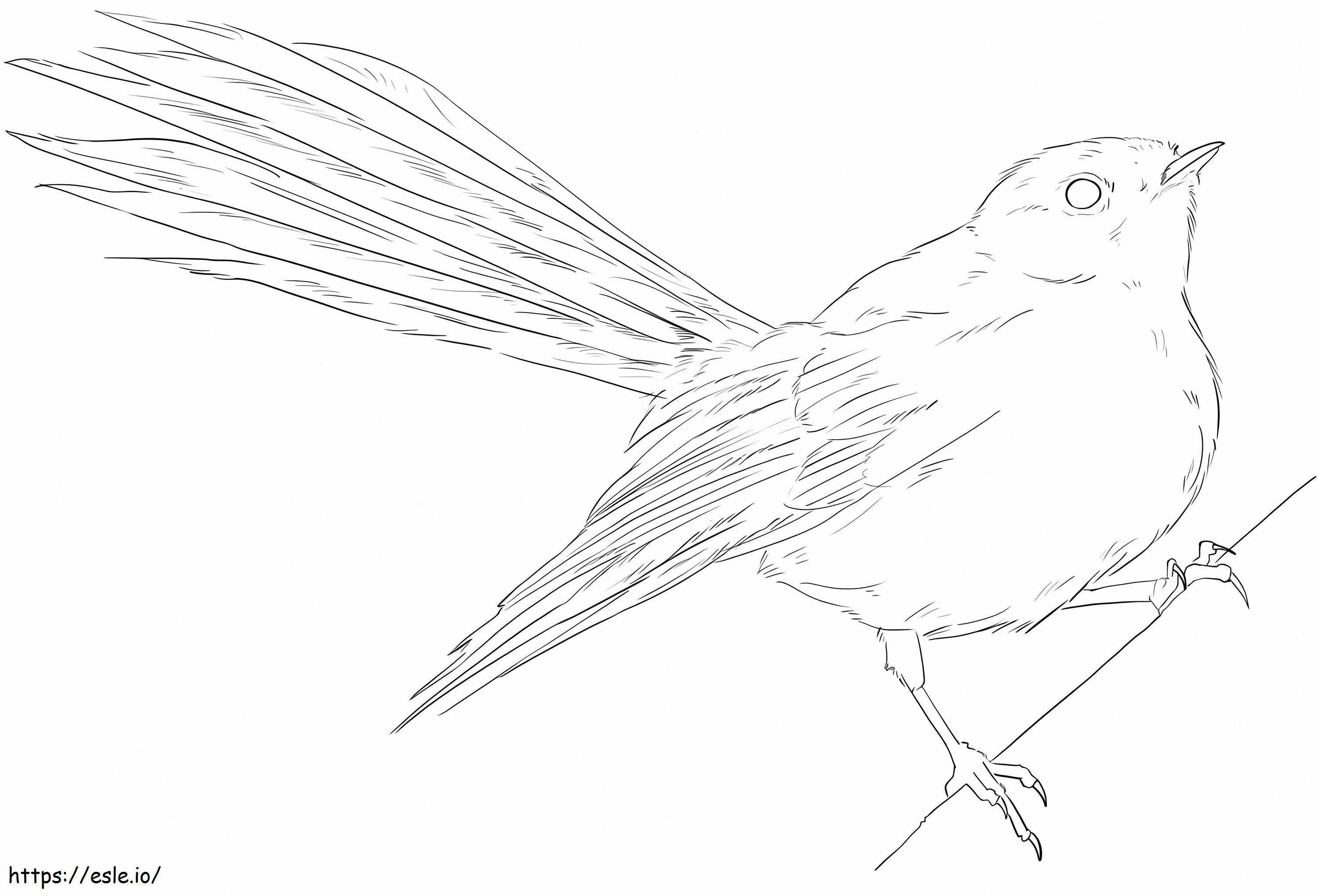 Black Fantail coloring page
