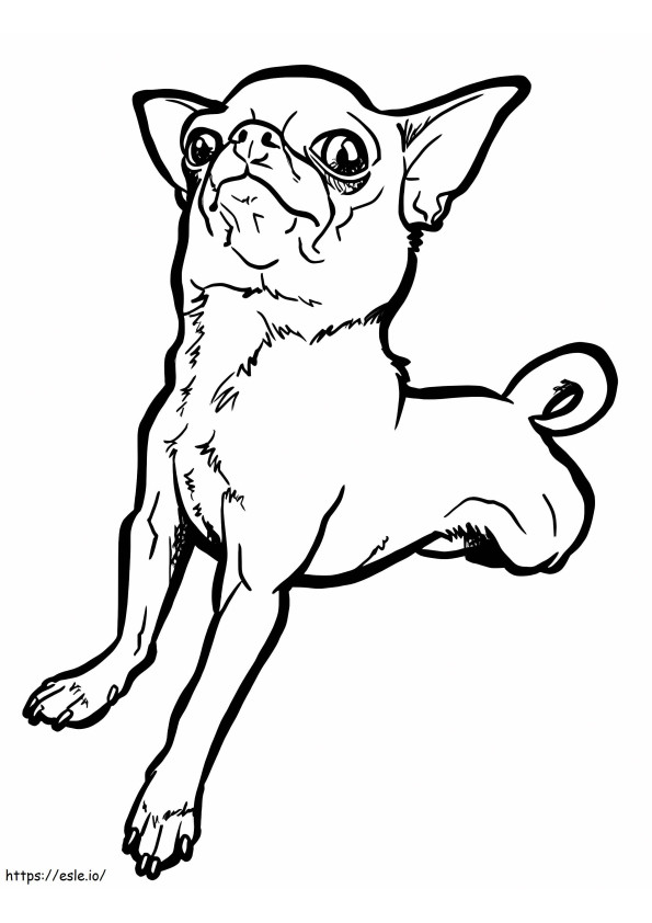 Coloriage Chihuahua drôle à imprimer dessin