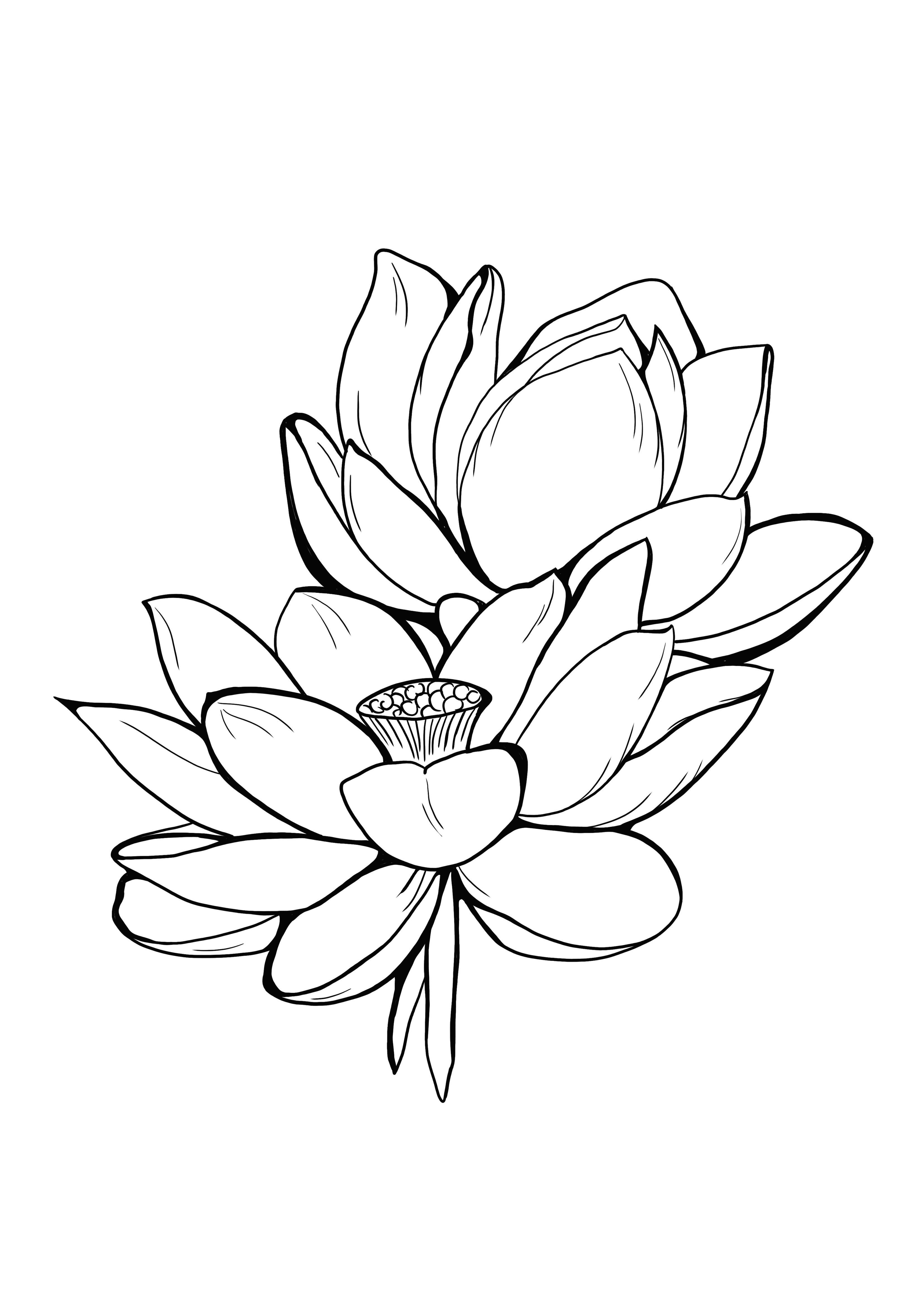 water lily in summer free printable and coloring