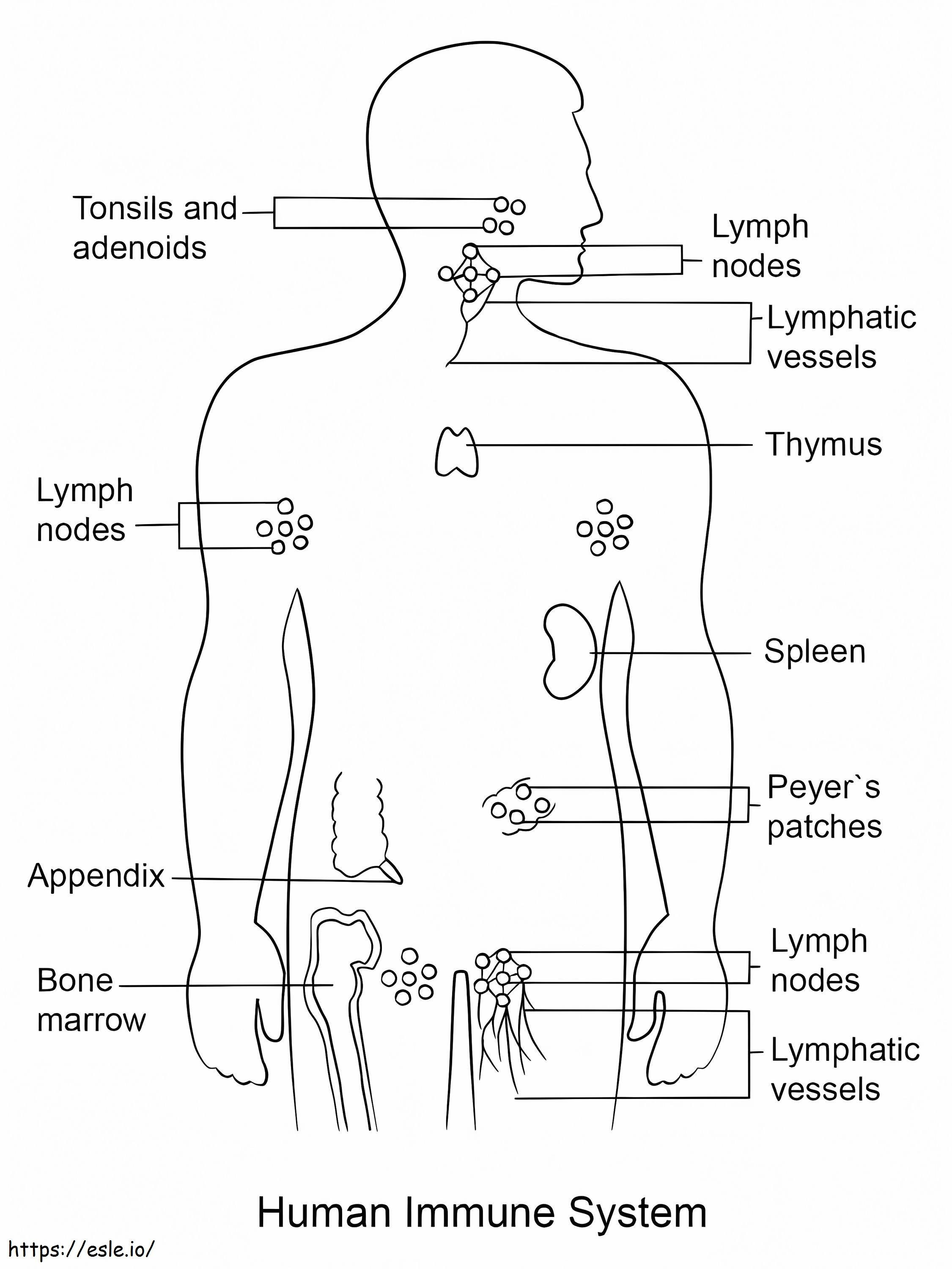 Sistem kekebalan tubuh manusia Gambar Mewarnai