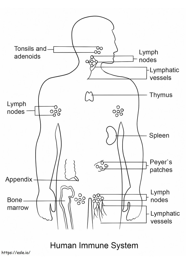 Human Immune System coloring page