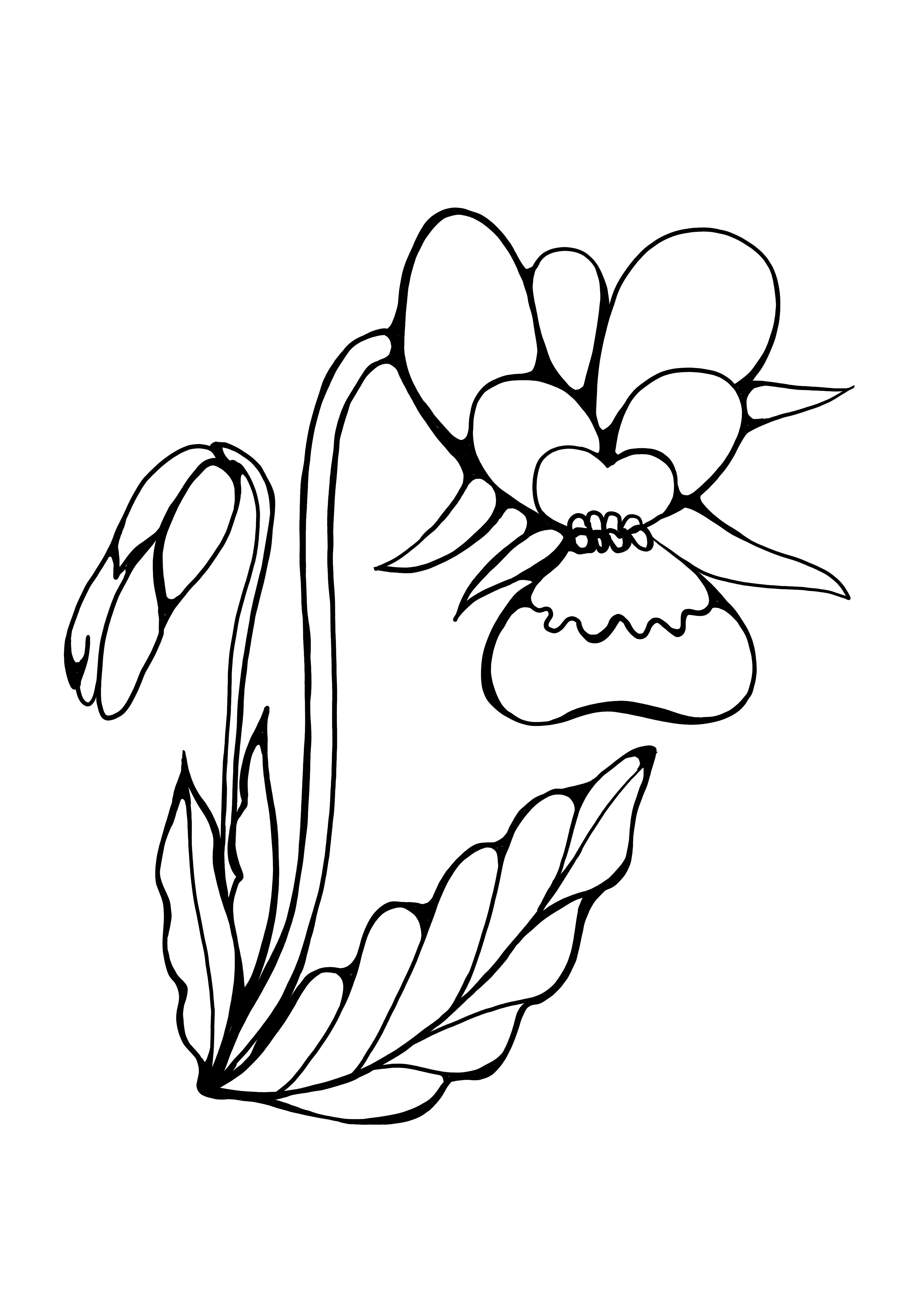 immagine da colorare orchidea stampabile gratis
