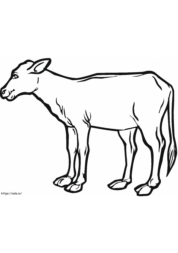 Krowy cielę kolorowanka