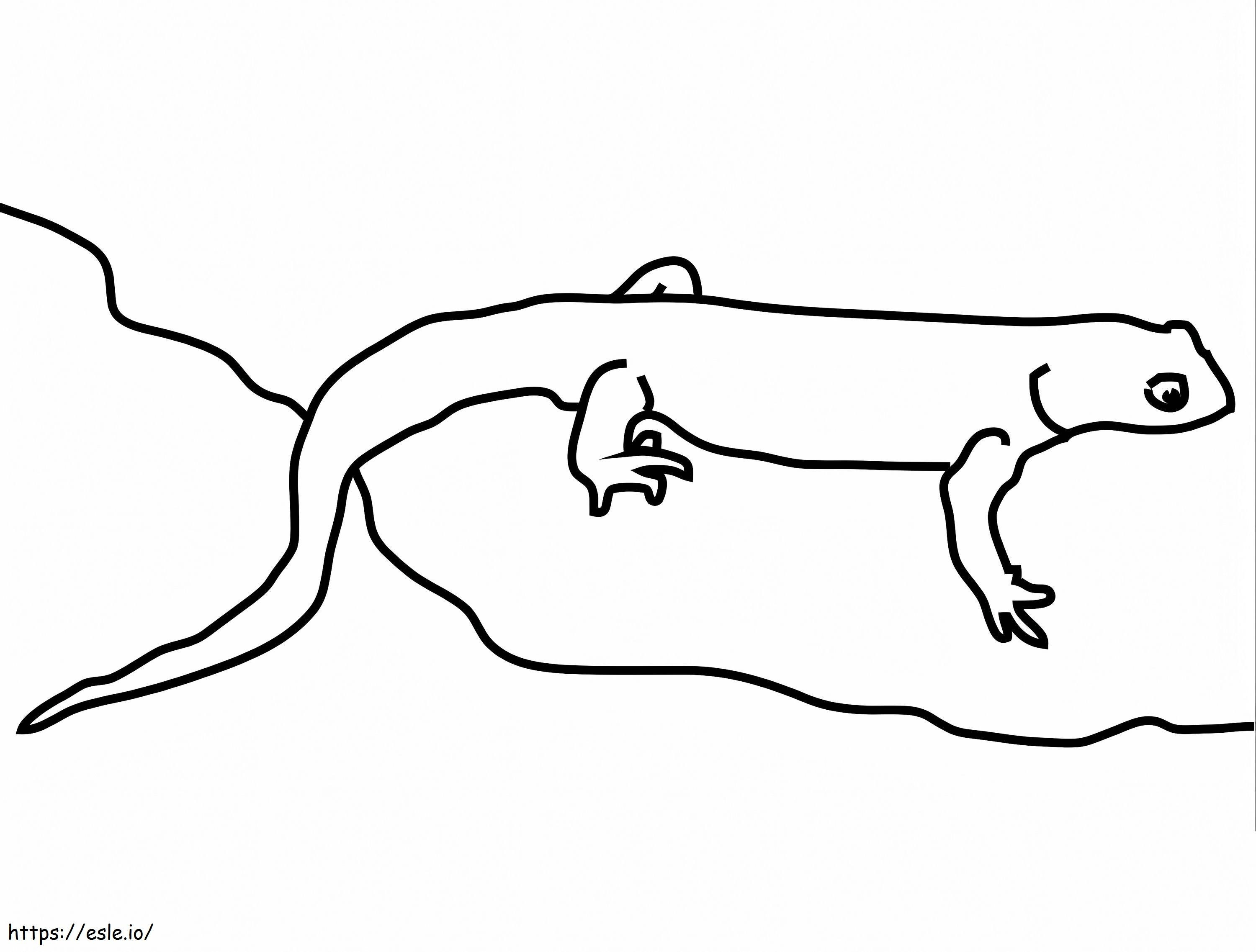 California Newt coloring page