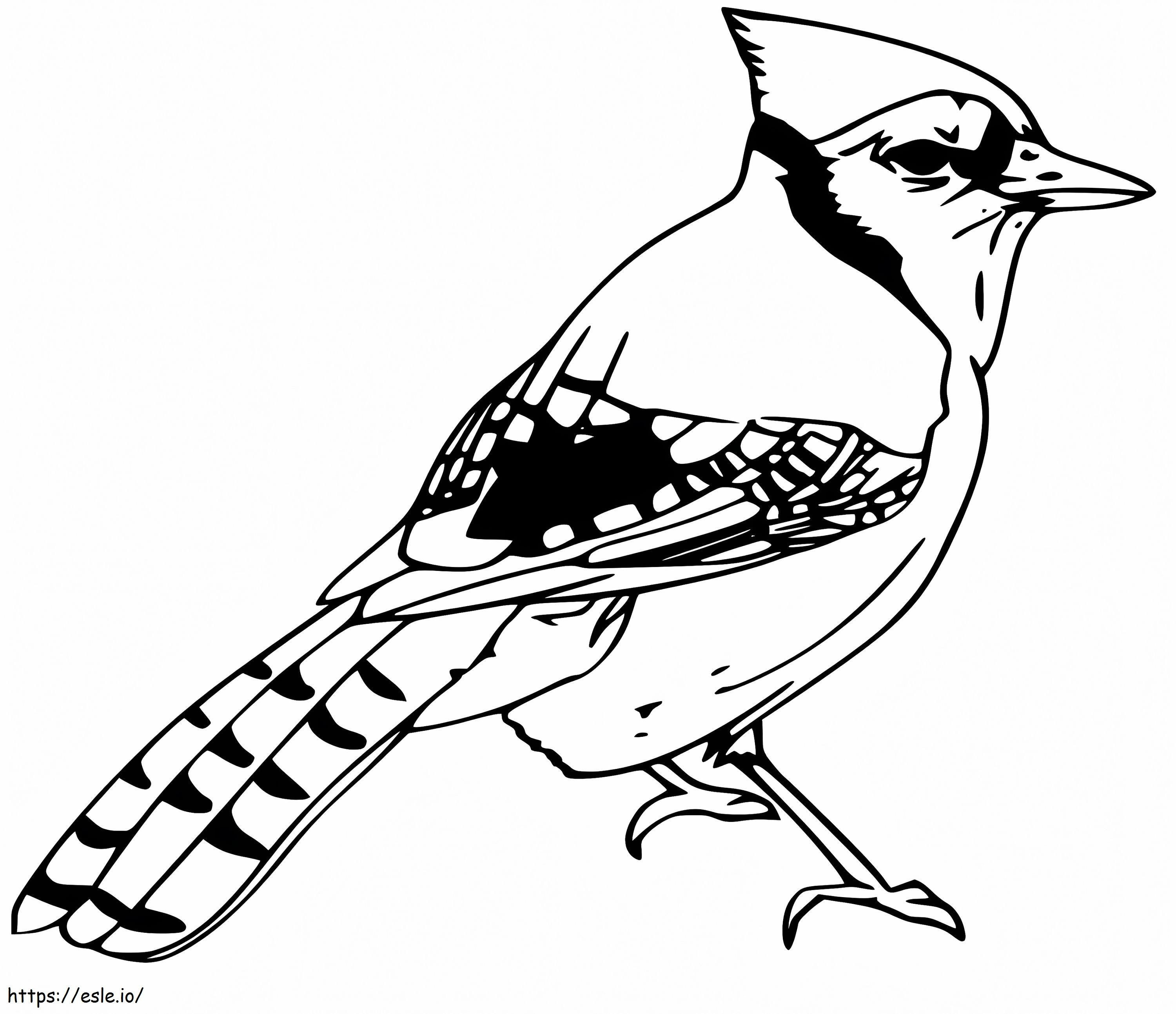 Blue Jay 4 coloring page