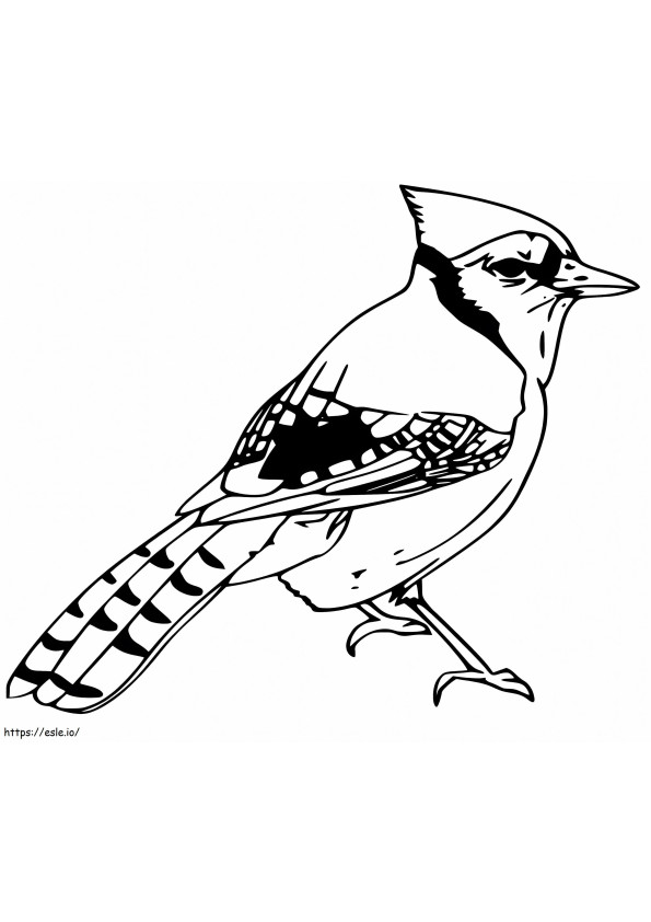 Blue Jay 4 coloring page