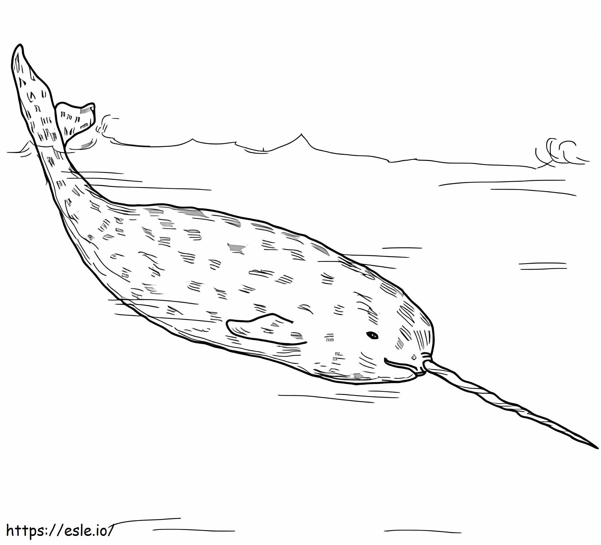 Narwhal Whales A4 coloring page