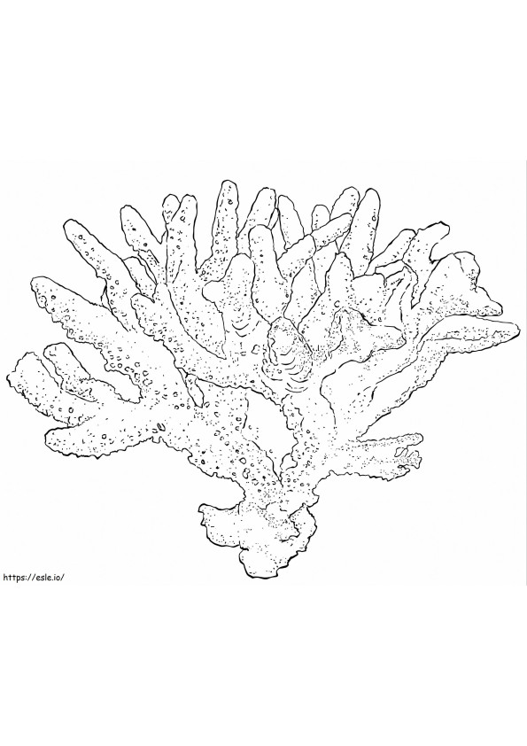 Birds Nest Coral coloring page
