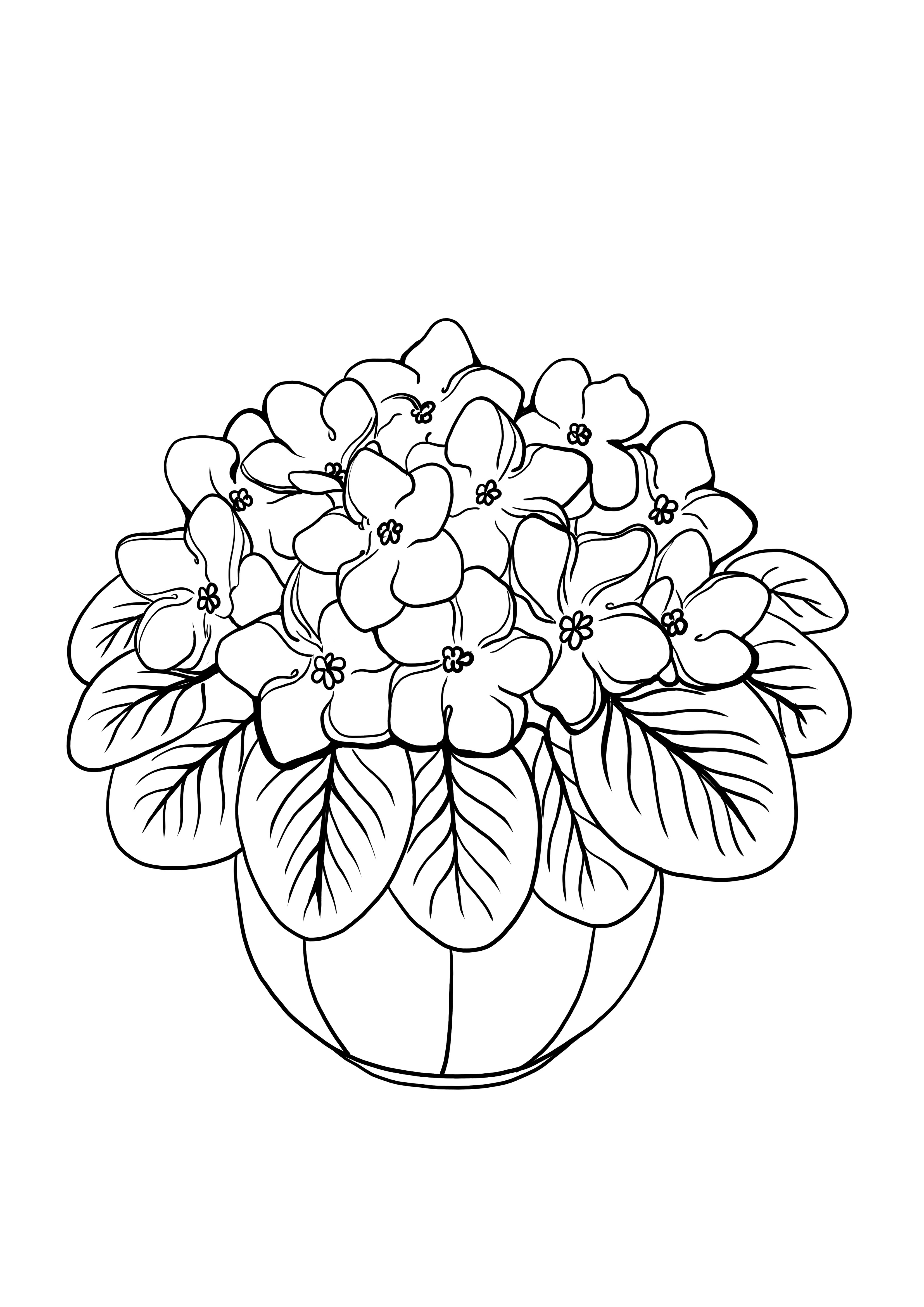 hydrangea plant-free printable and coloring