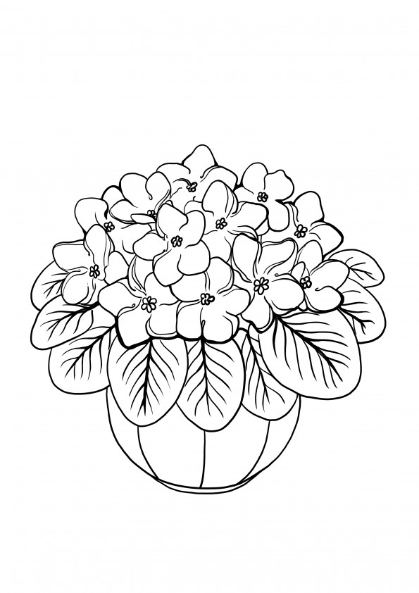 hydrangea plant-free printable and coloring