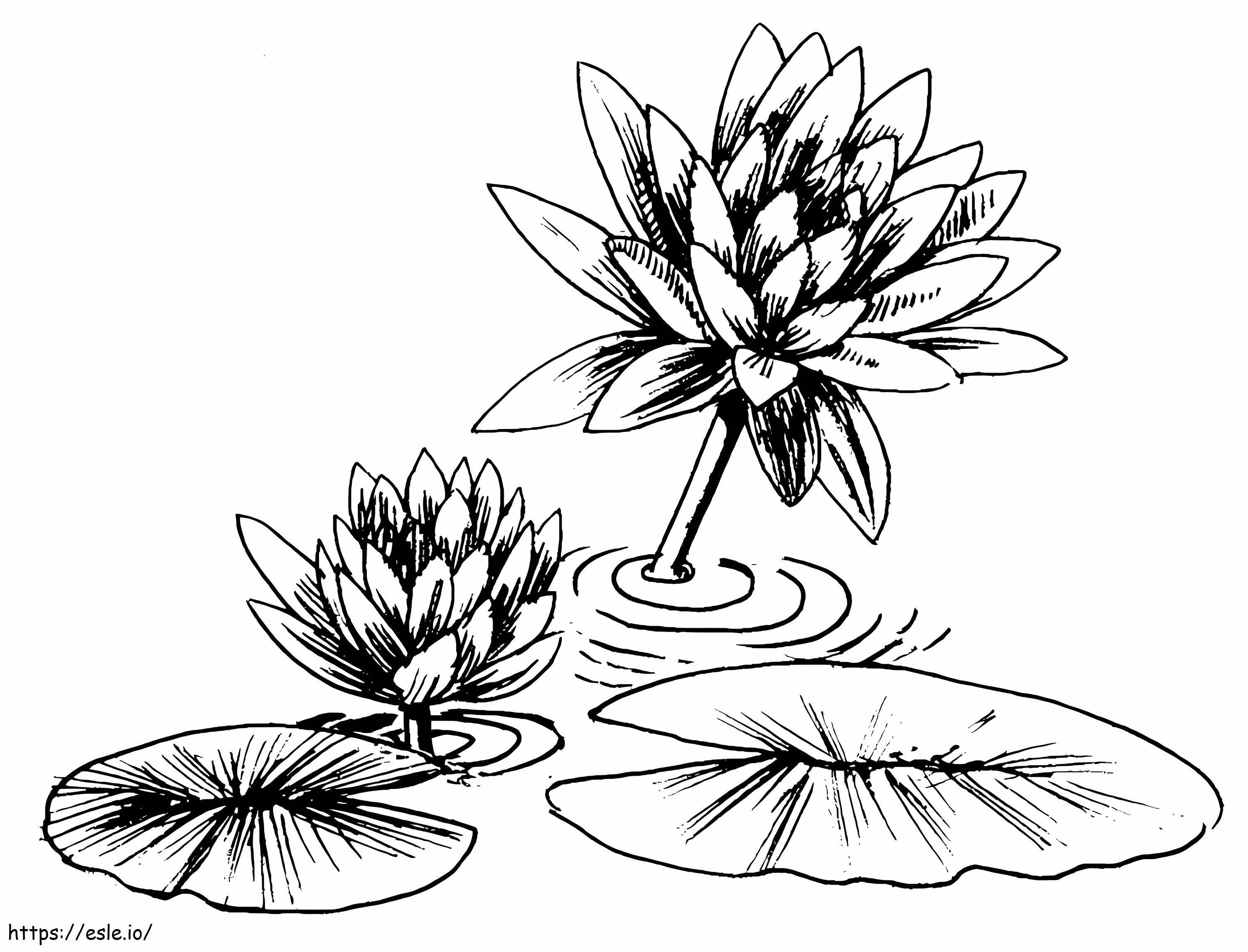 Seerosenblume 2 ausmalbilder