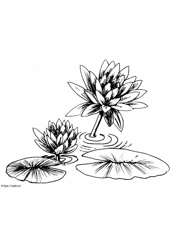 Water Lily Flower 2 coloring page