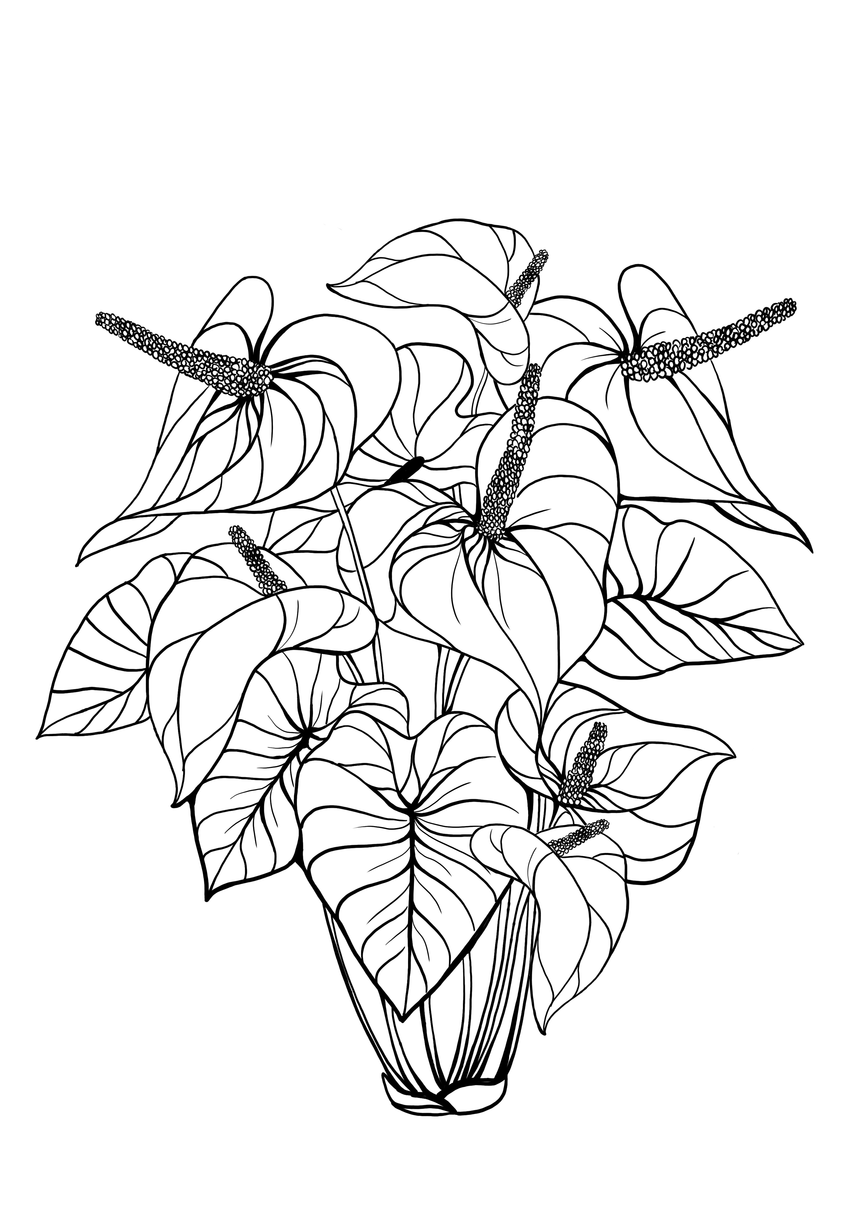 面白いフラミンゴユリの花無料カラーページ