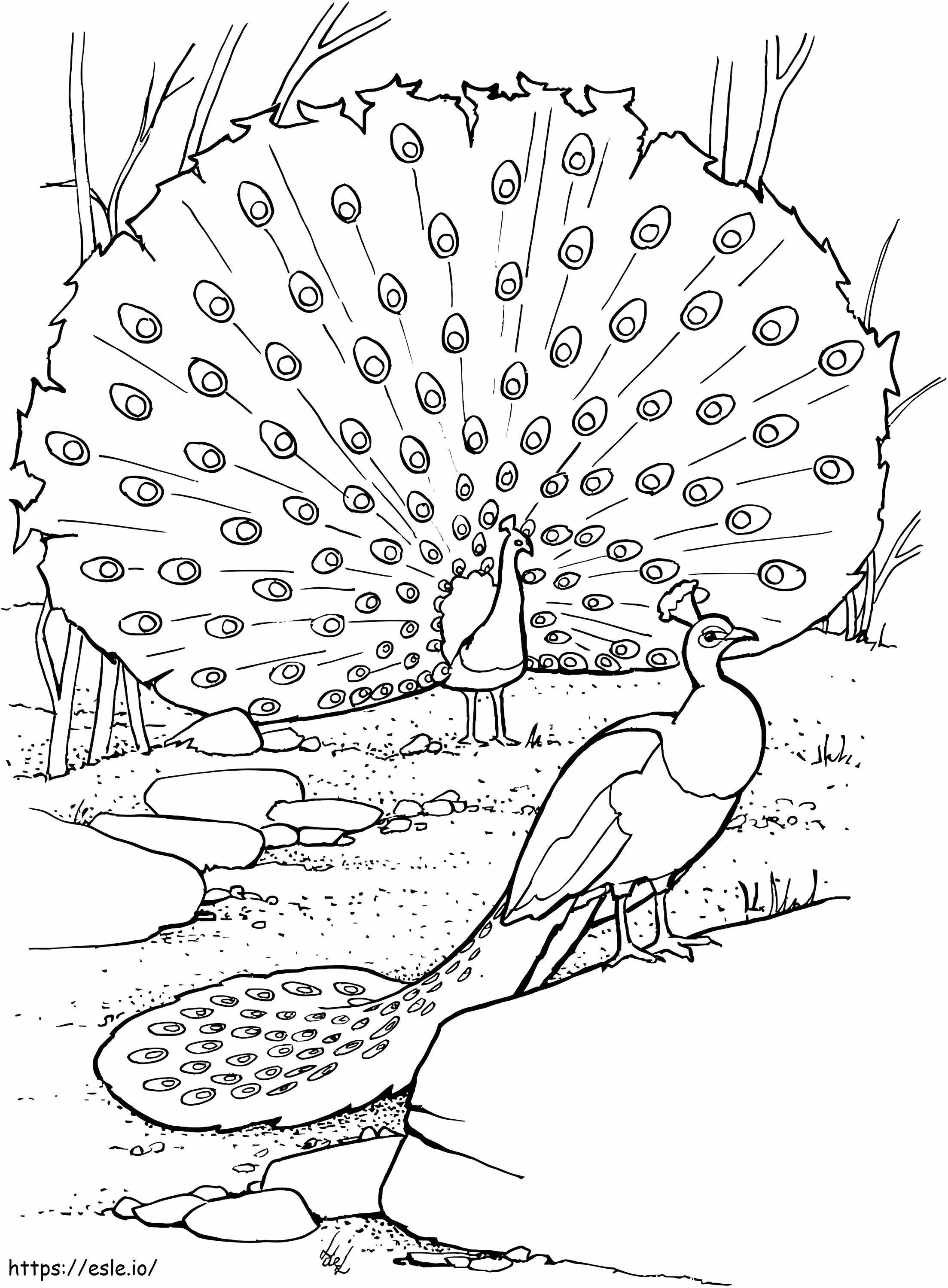 Peacocks coloring page