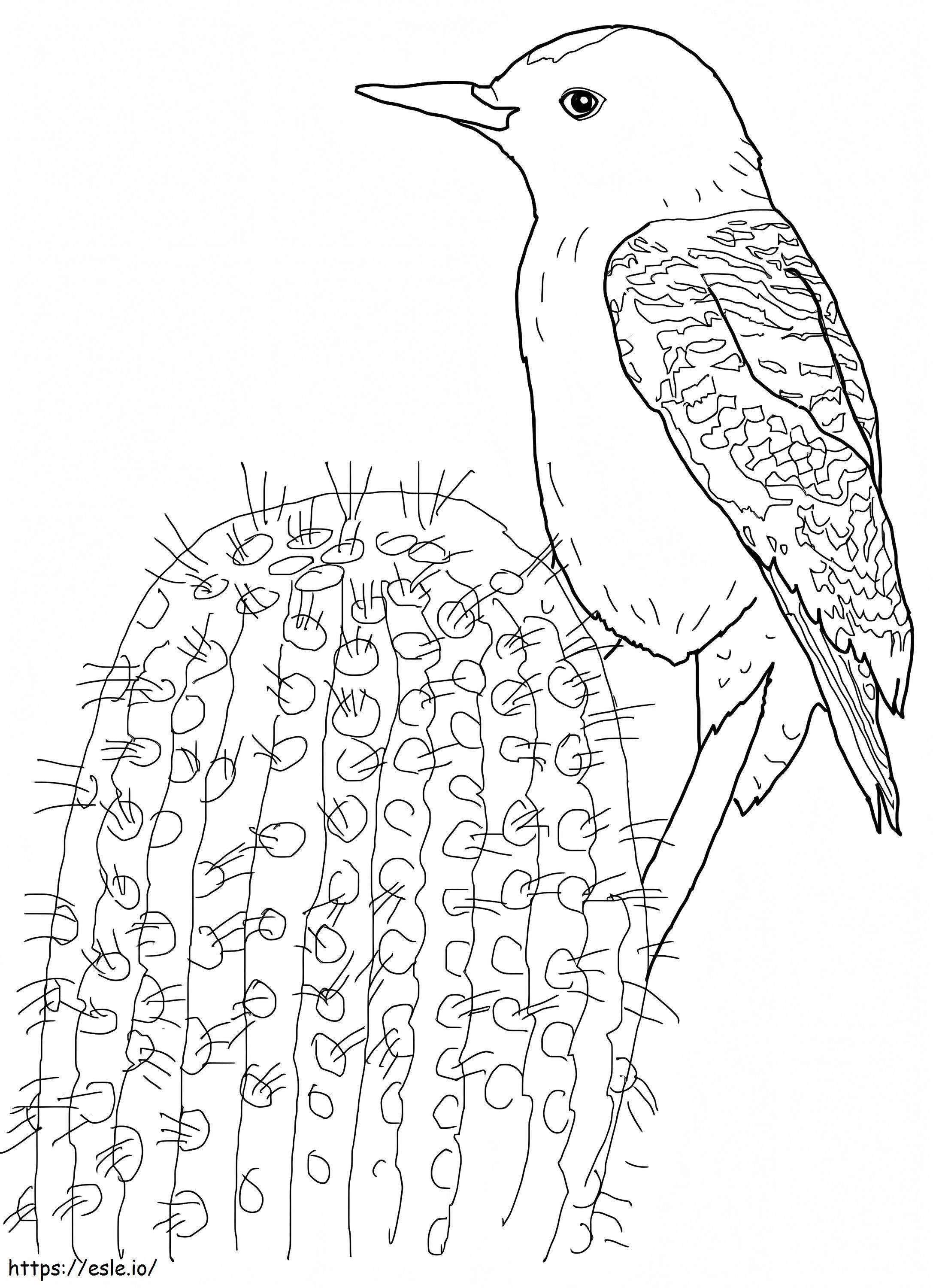 Gila Woodpecker värityskuva