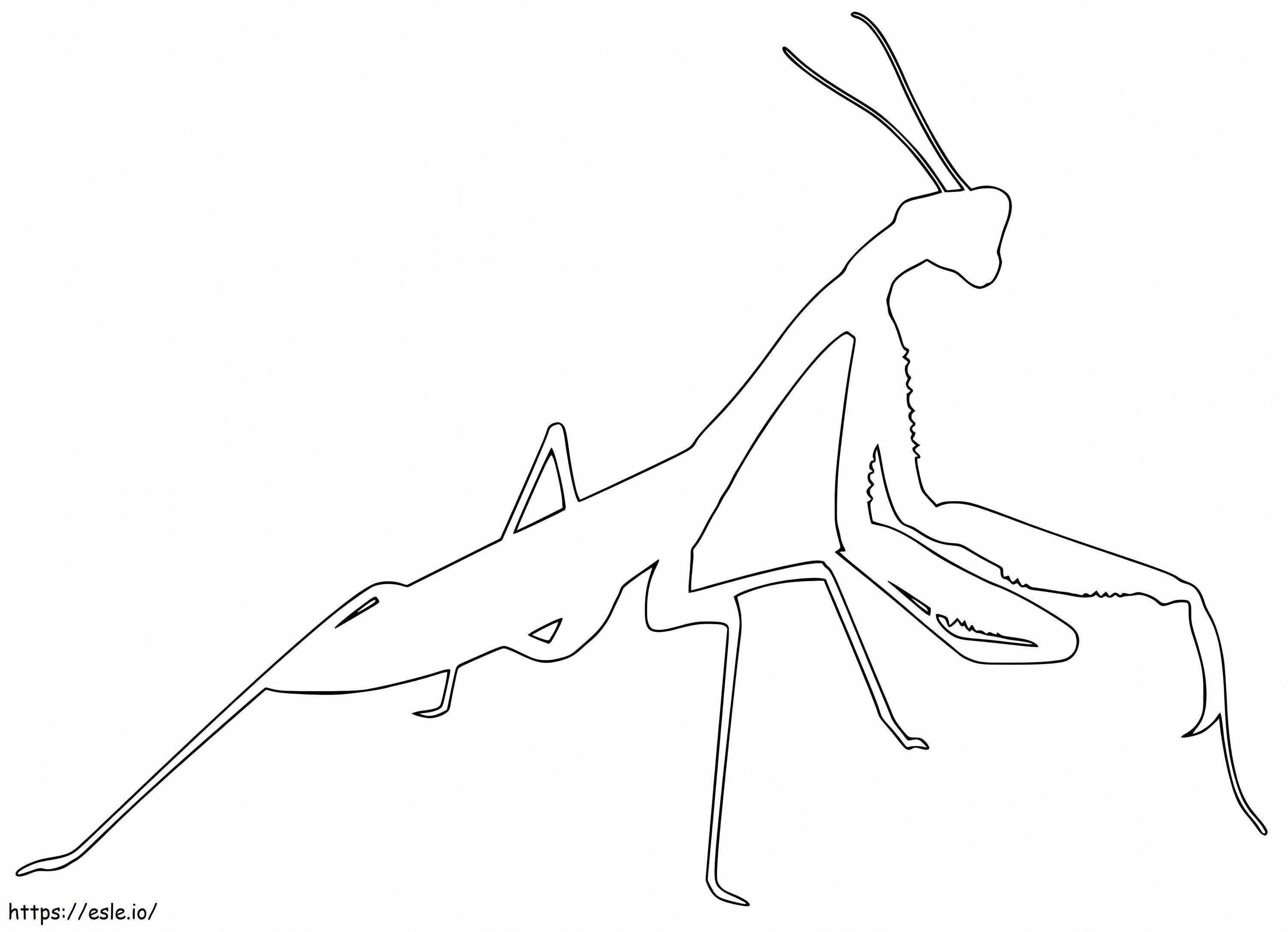 Contur de mantis rugător de colorat