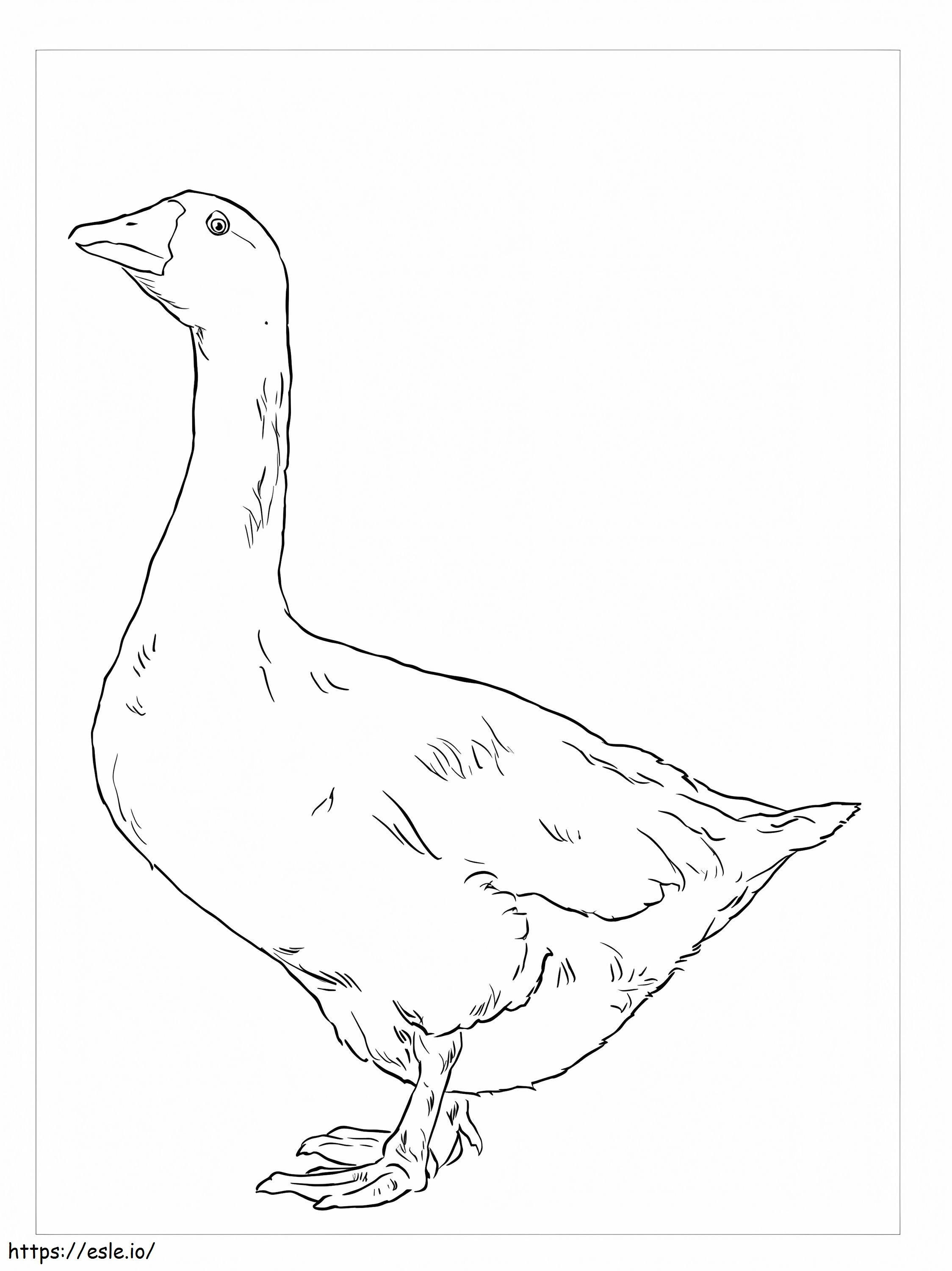 Embden Ganso coloring page