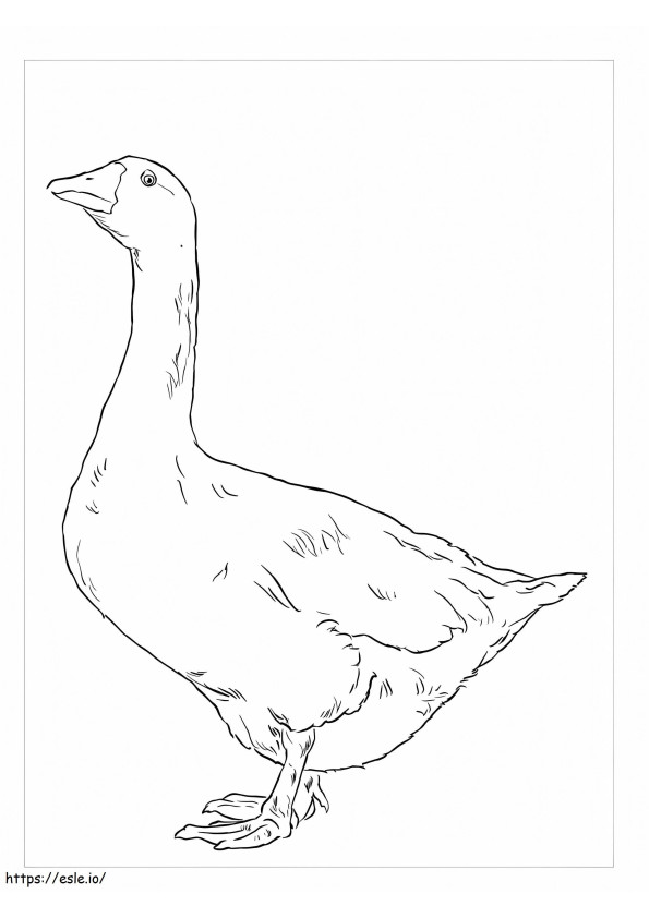 Embden Ganso coloring page