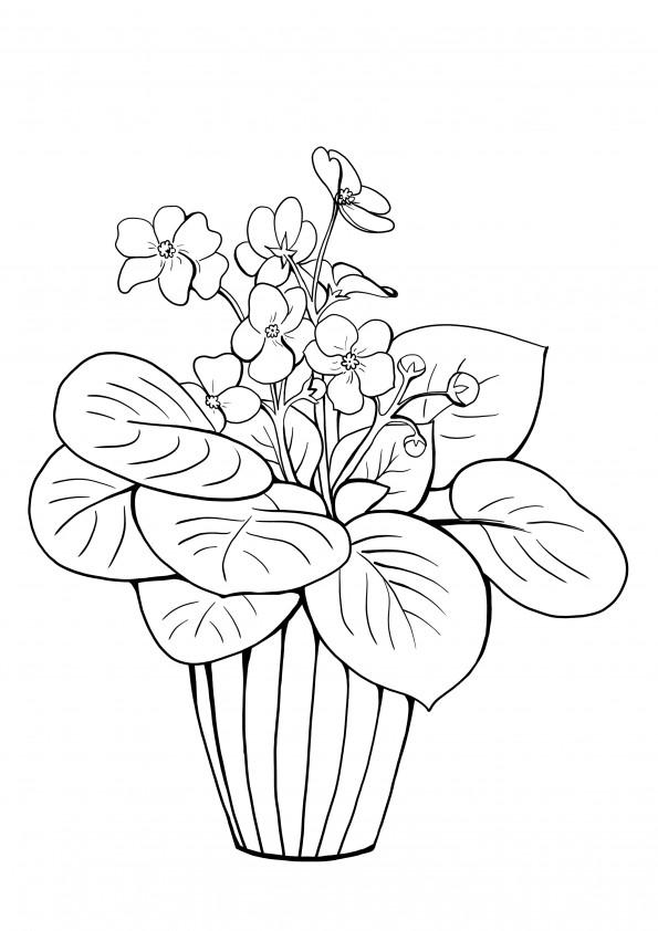 violet in a pot plant coloring and printing for free page