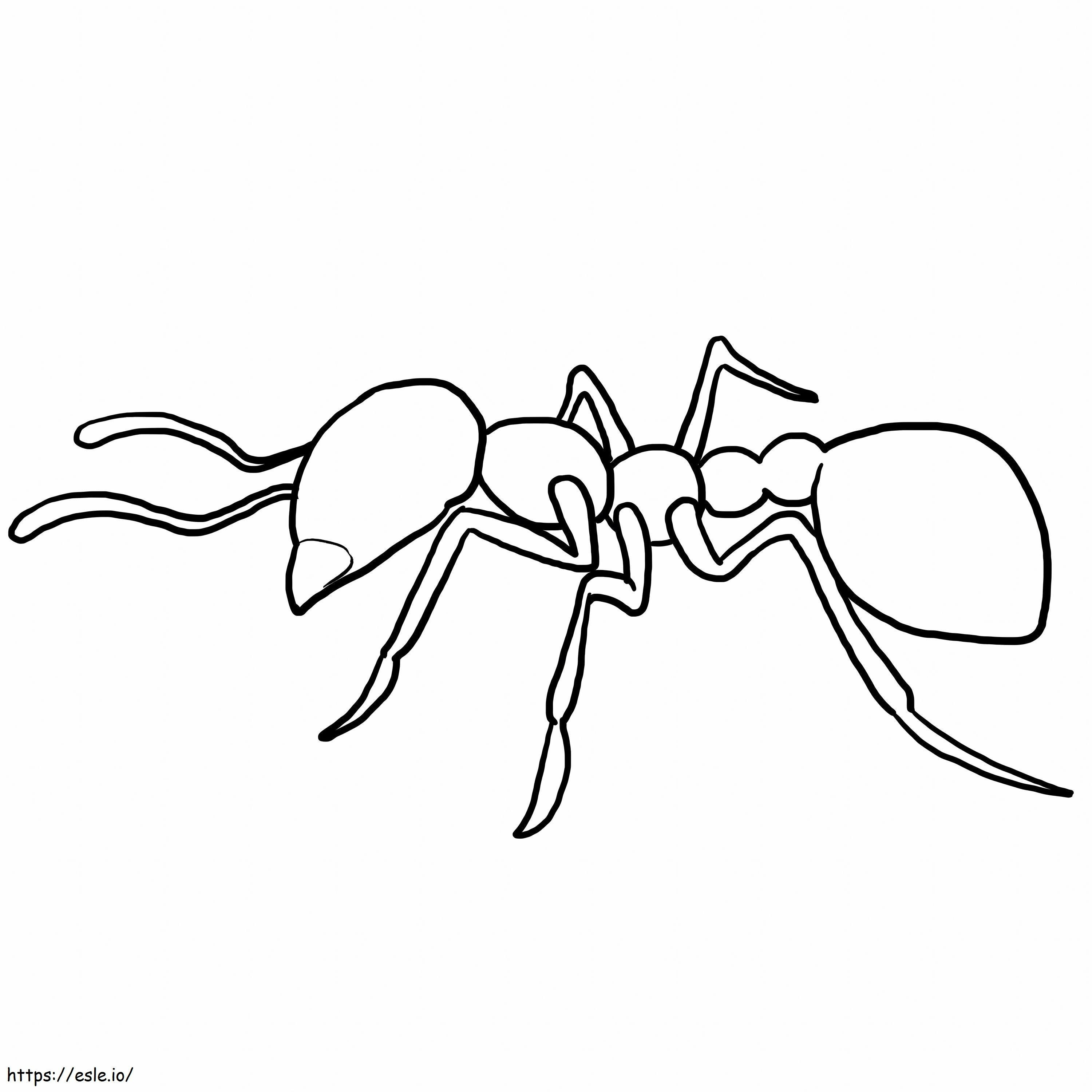 アリの概要 ぬりえ - 塗り絵