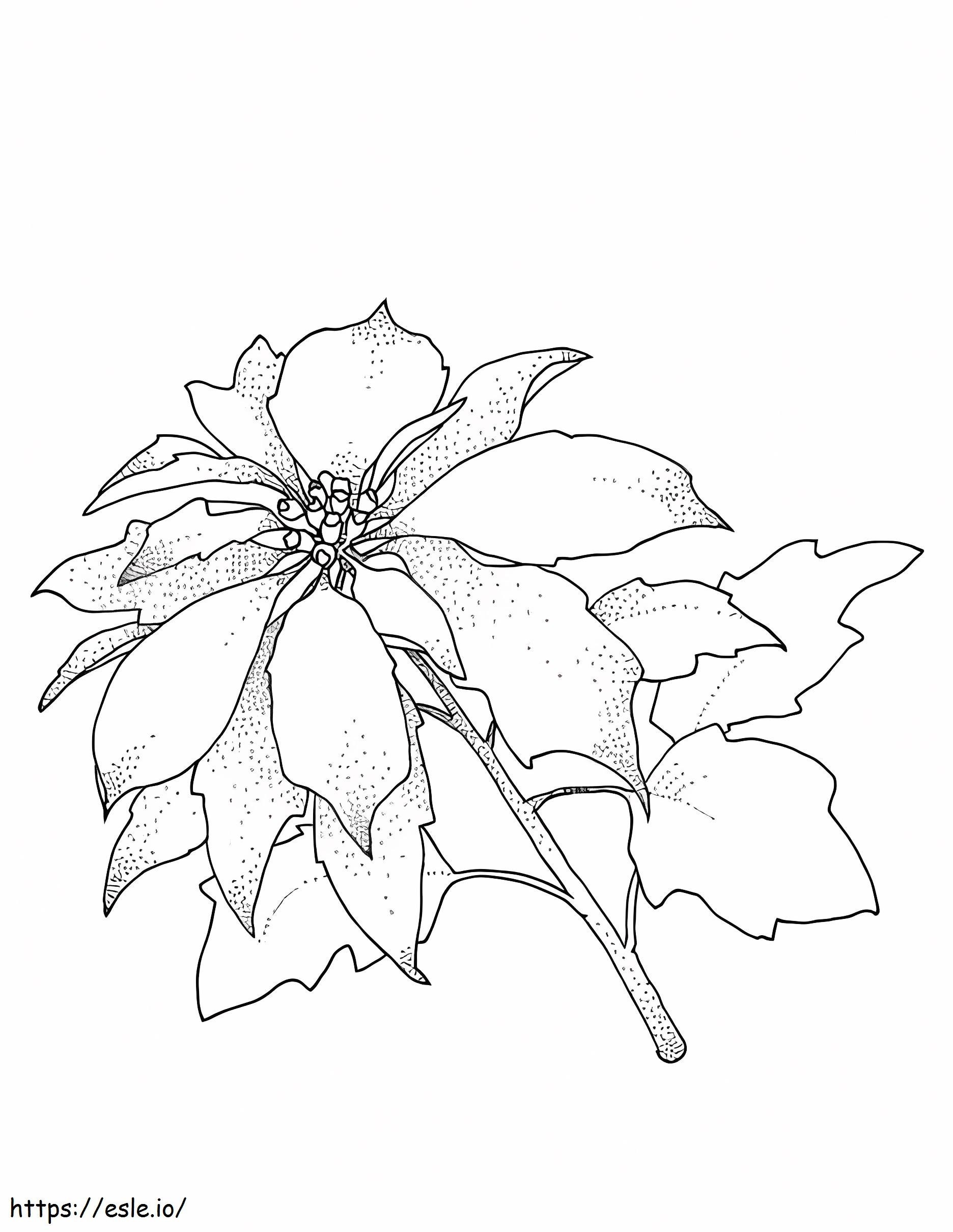 Coloriage Poinsettia de Noël à imprimer dessin