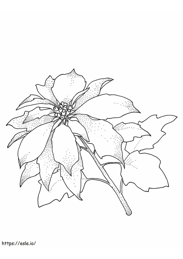 Coloriage Poinsettia de Noël à imprimer dessin
