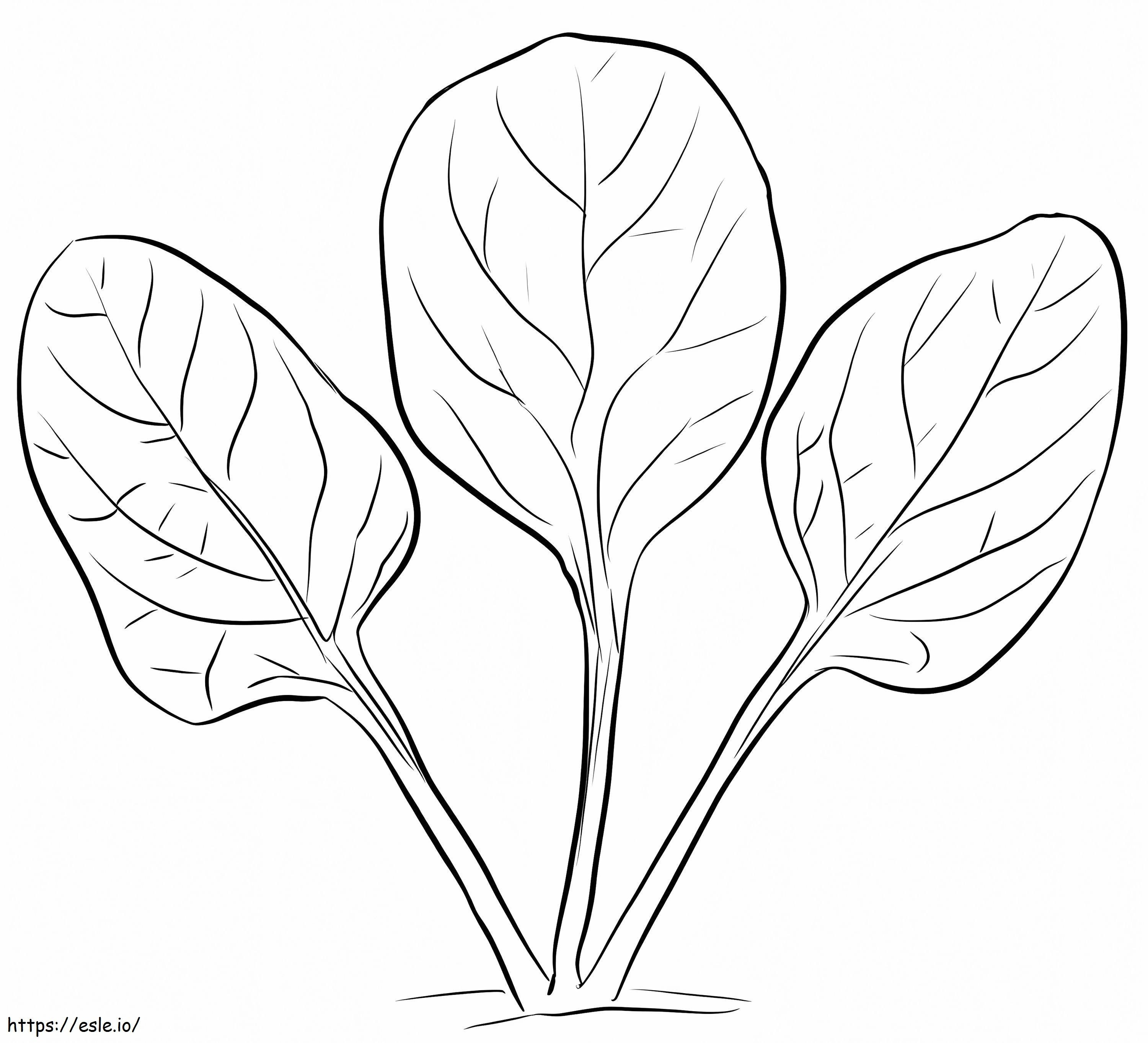 Spinach Leaves coloring page