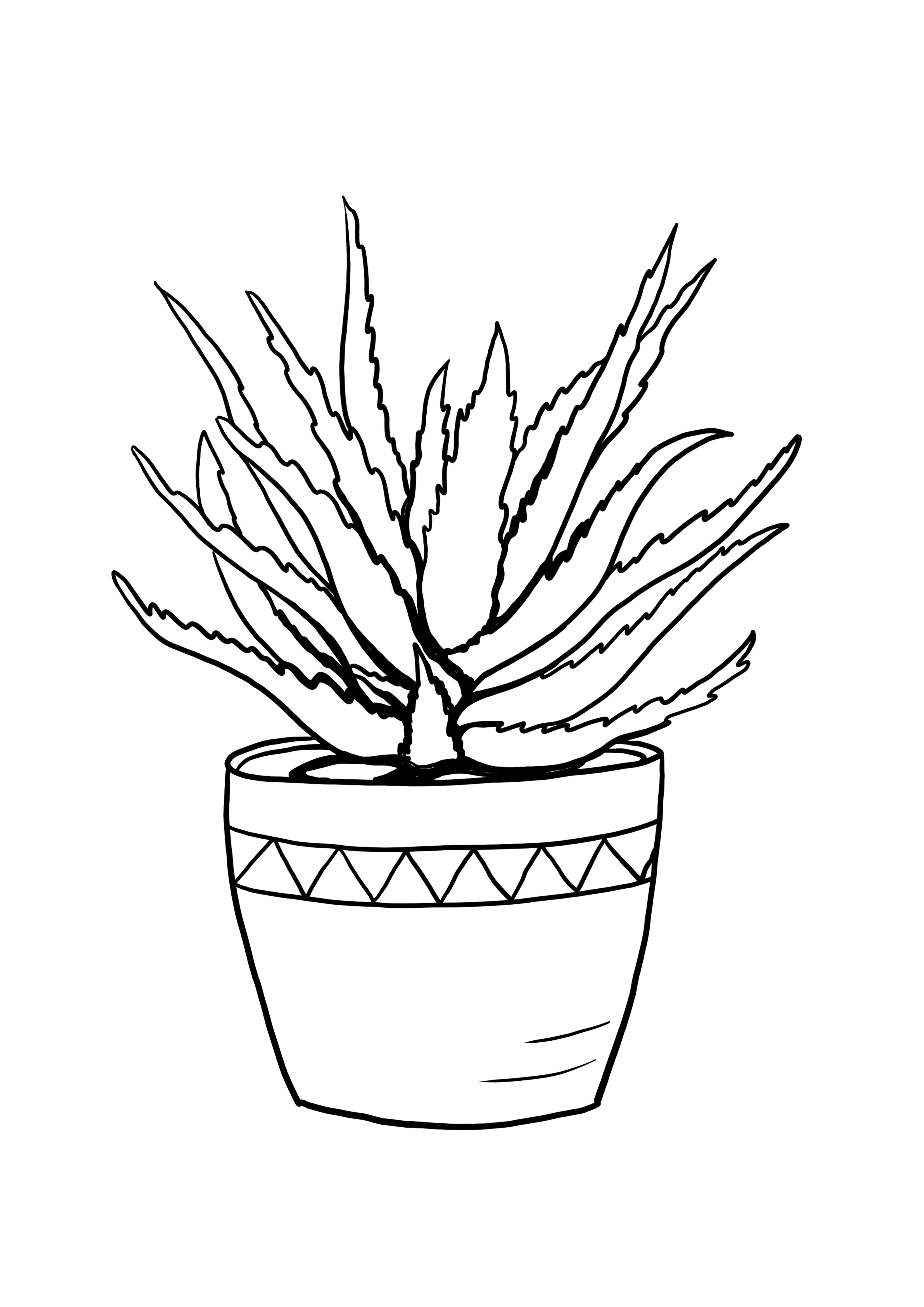 aloe növény egyszerű és ingyenes nyomtatási és színező kép