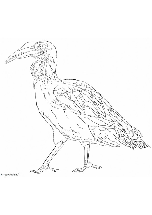 Southern Ground Hornbill coloring page
