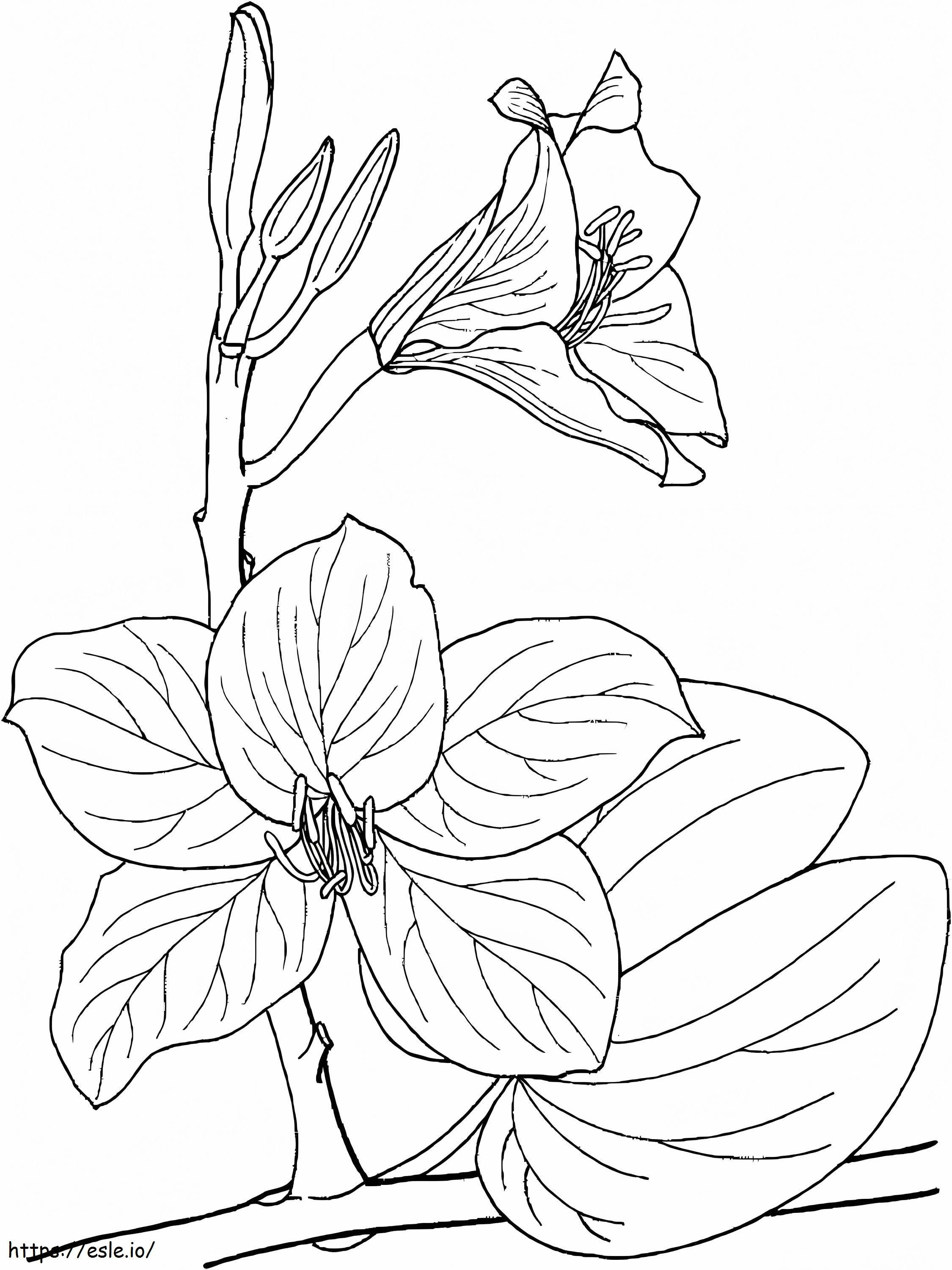 Ładne Orchidee kolorowanka