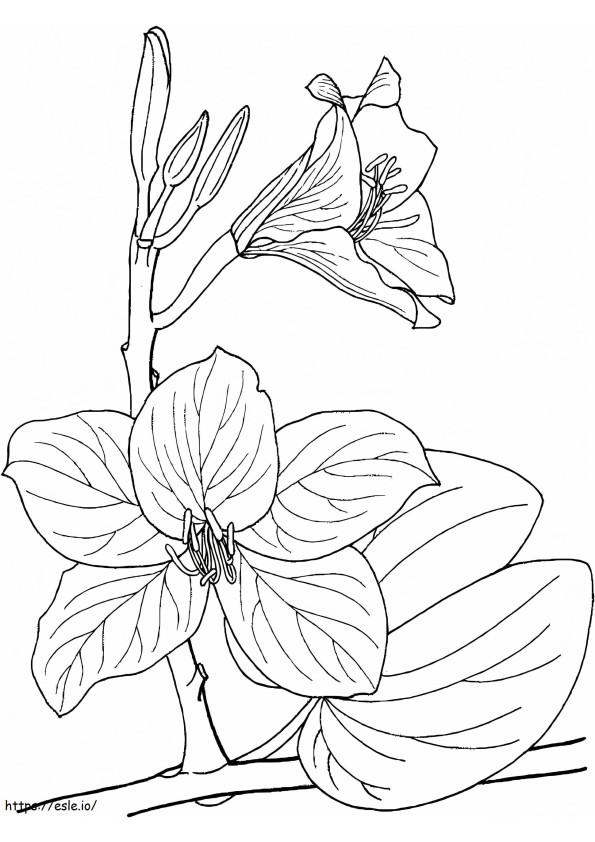 Pretty Orchids coloring page