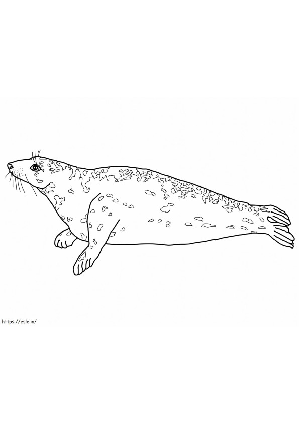 Grey Seal coloring page