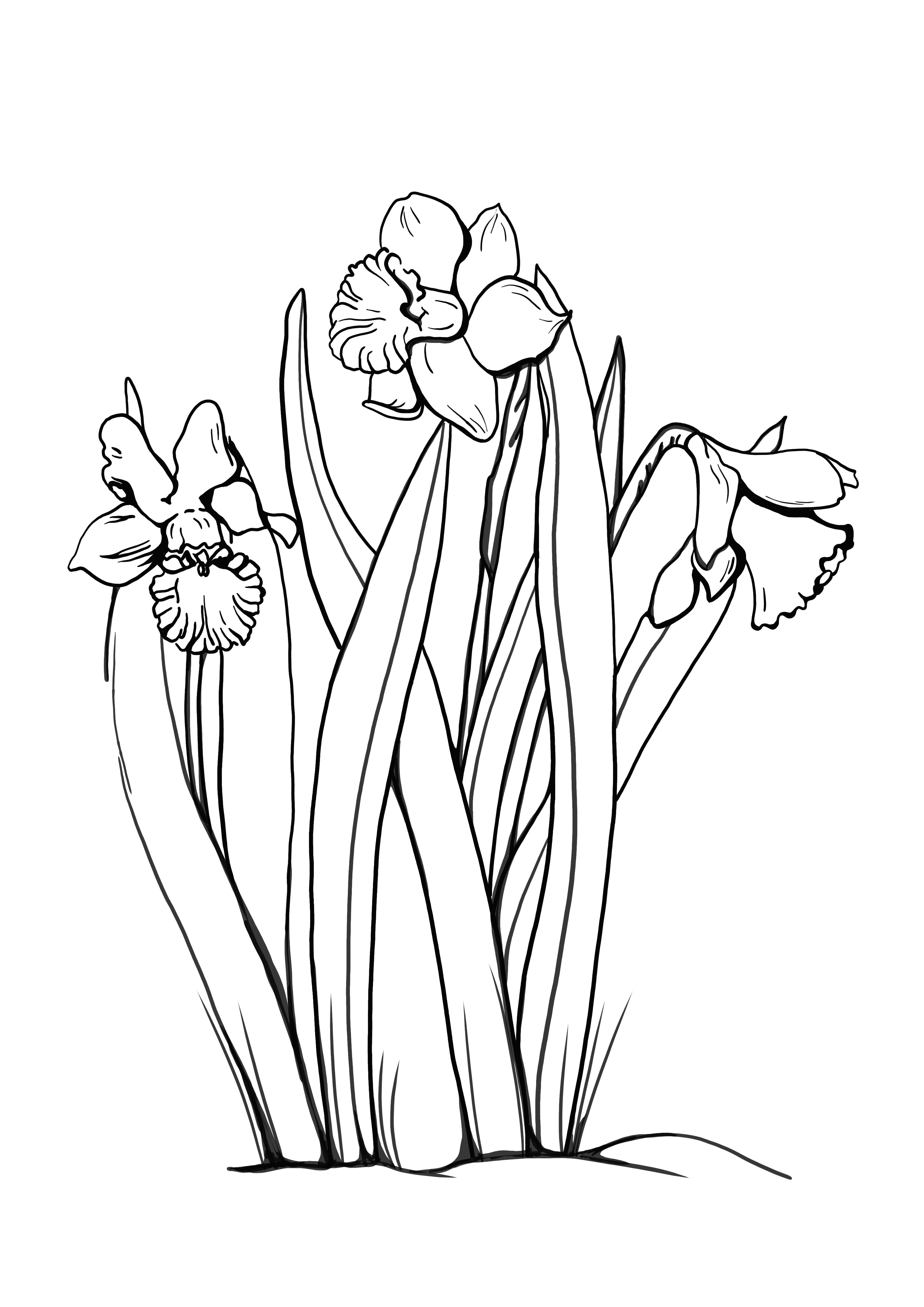 beautiful daffodils in the garden coloring page