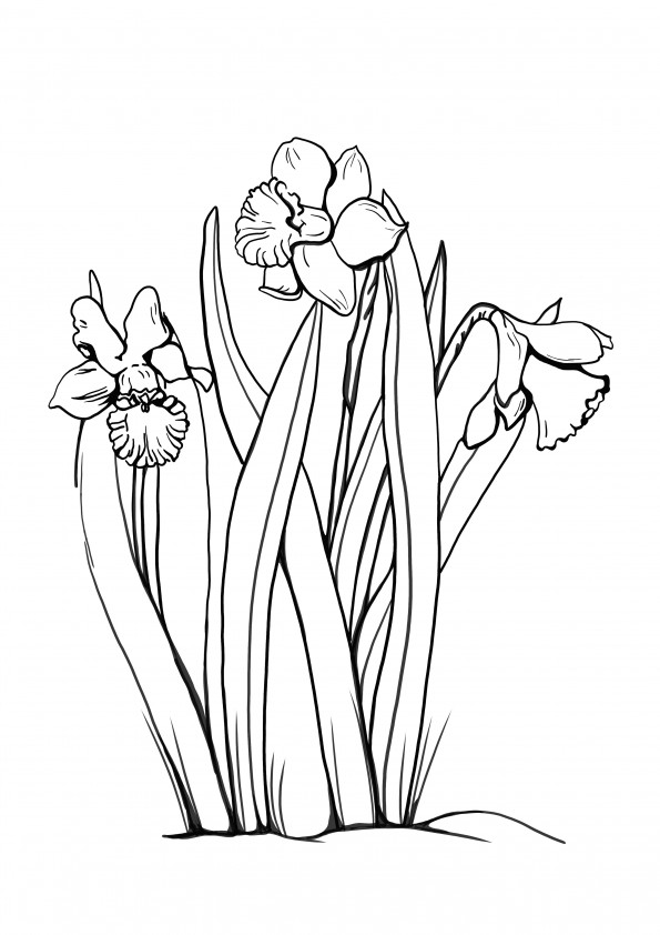 beautiful daffodils in the garden coloring page