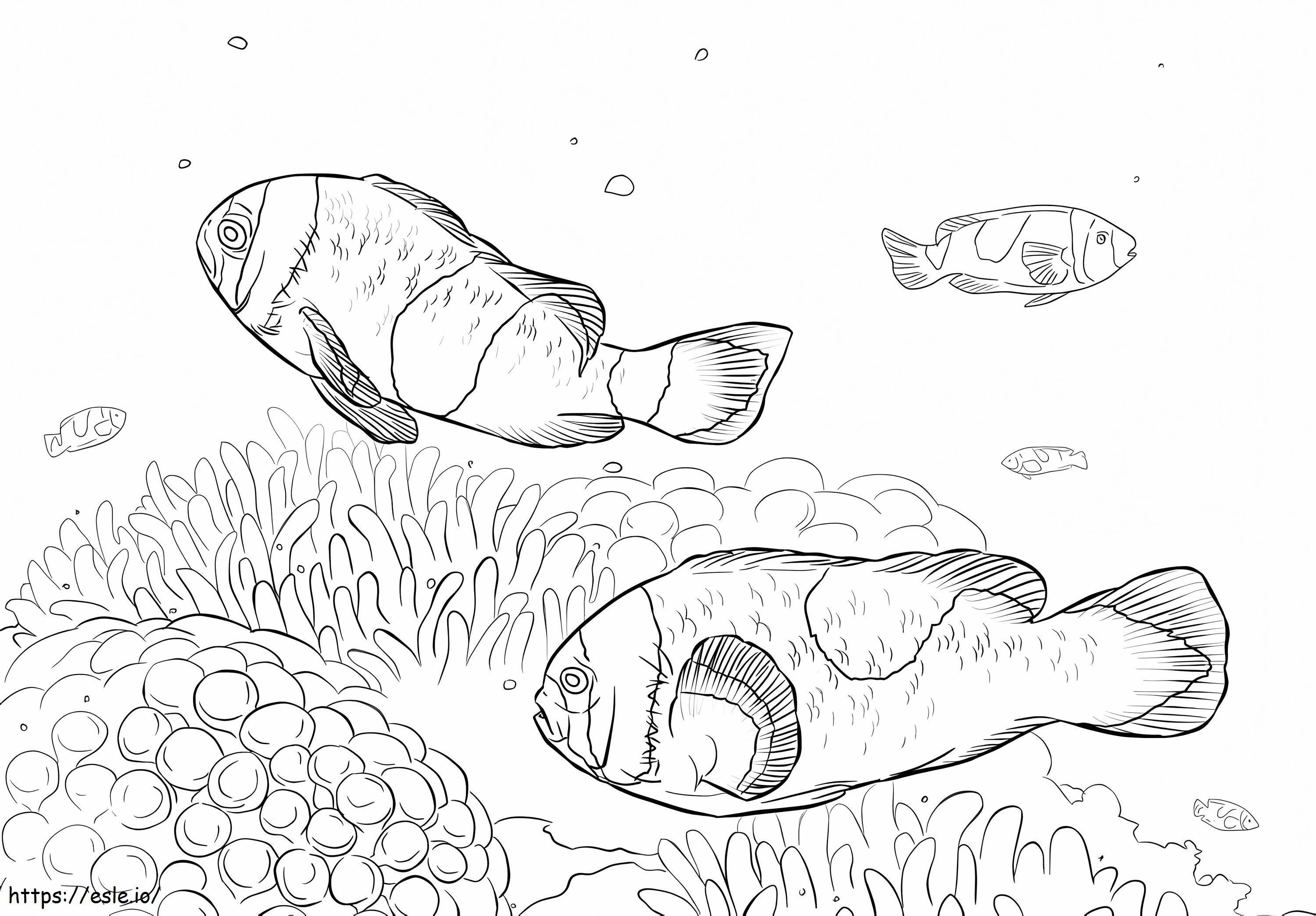 Saddleback Clownfishes 1 coloring page