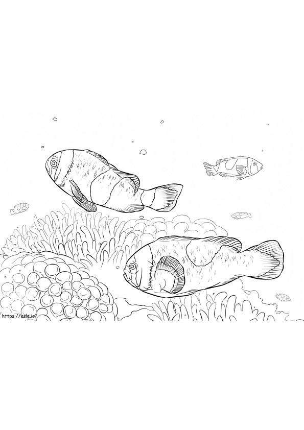 Zadeldek anemoonvissen 1 kleurplaat