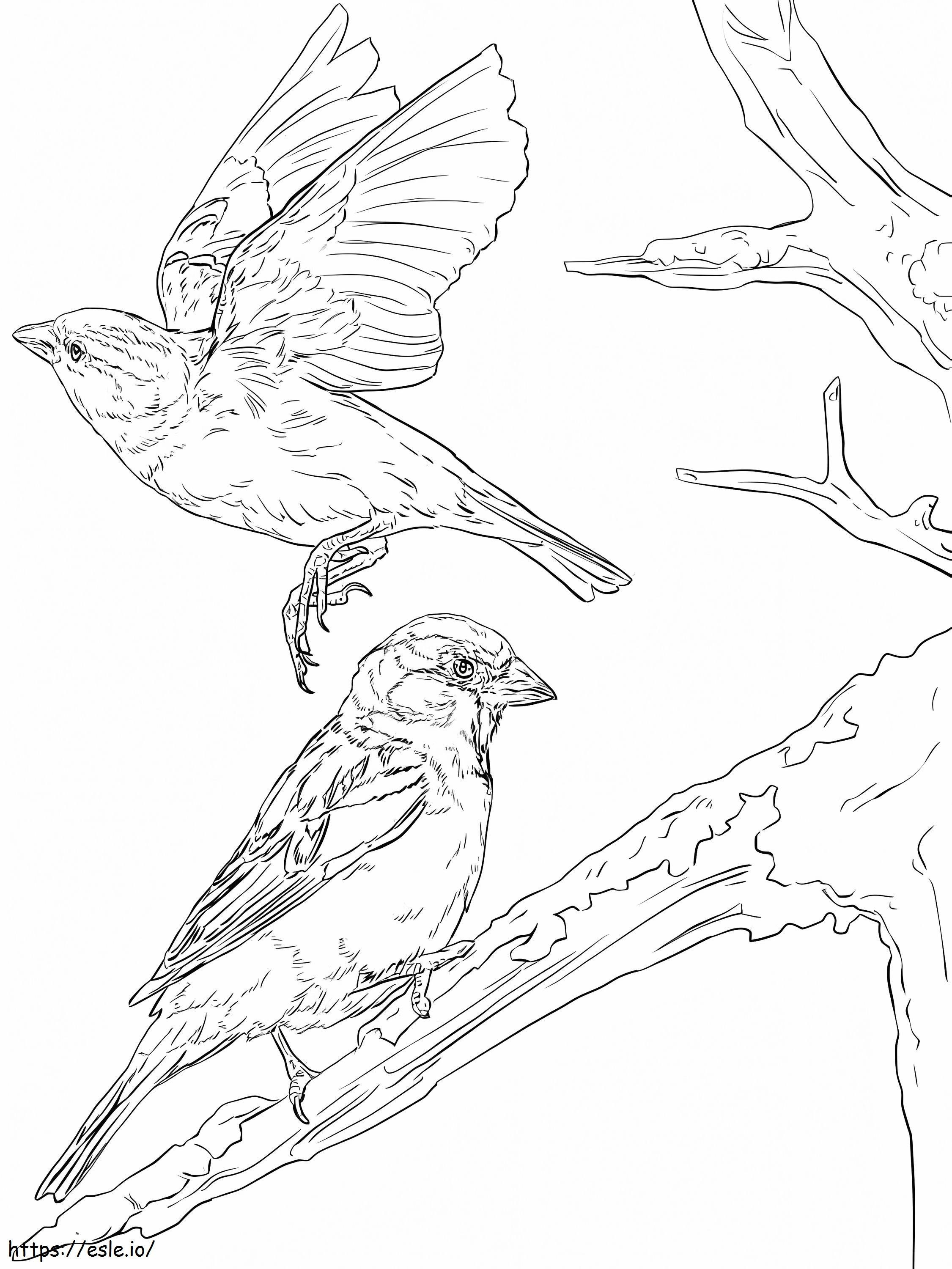 Sparrows Flying And On Tree Branch coloring page