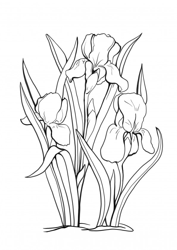 coloriage et impression gratuits de la page de l'iris