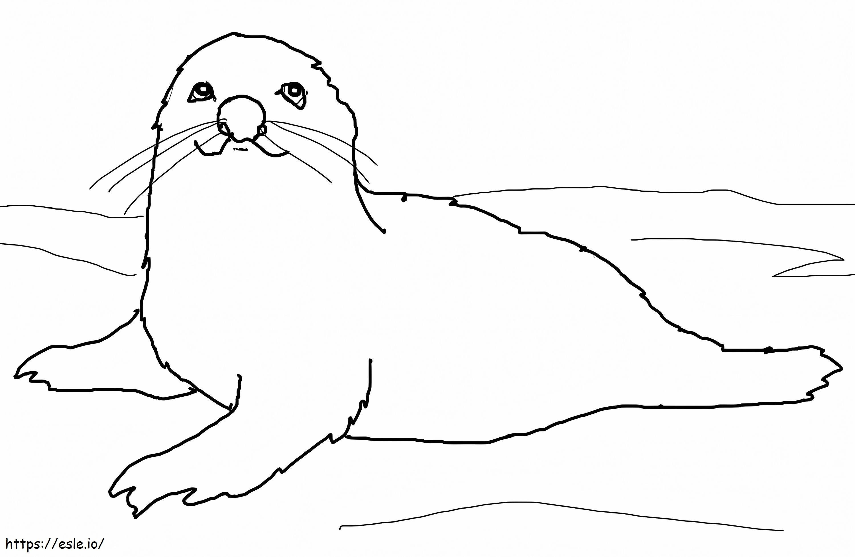 Cucciolo di foca arpa da colorare