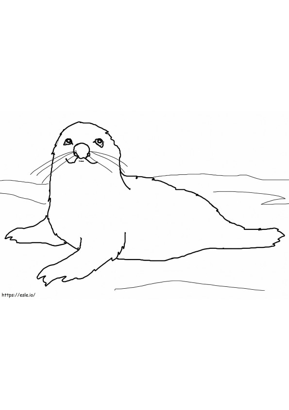 Baby Harp Seal coloring page