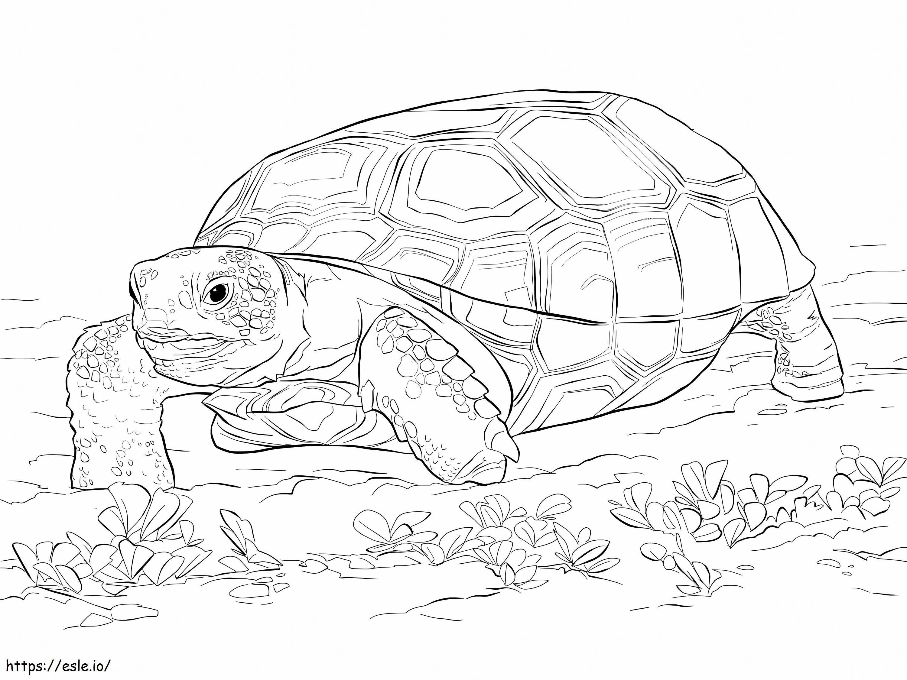 Tortuga Of The Zoological coloring page