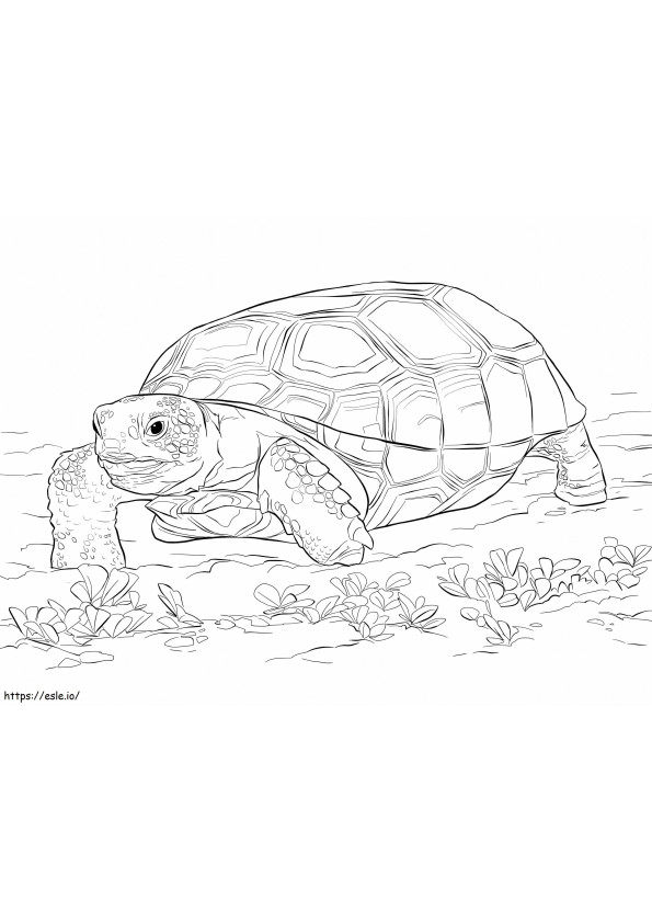 Coloriage Tortuga du zoologique à imprimer dessin