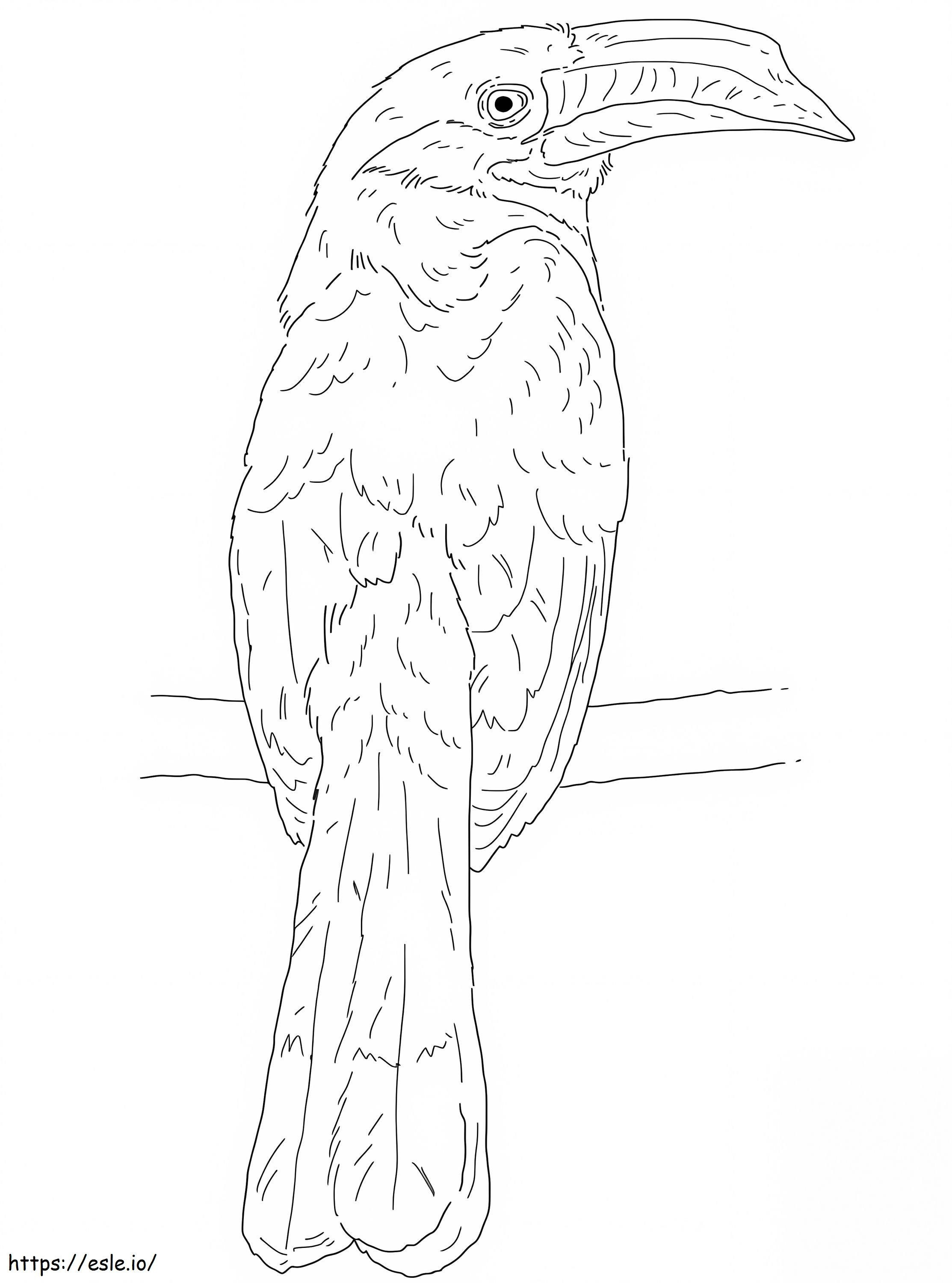 Visayan Hornbill coloring page