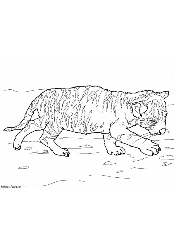 Un cucciolo di tigre da colorare