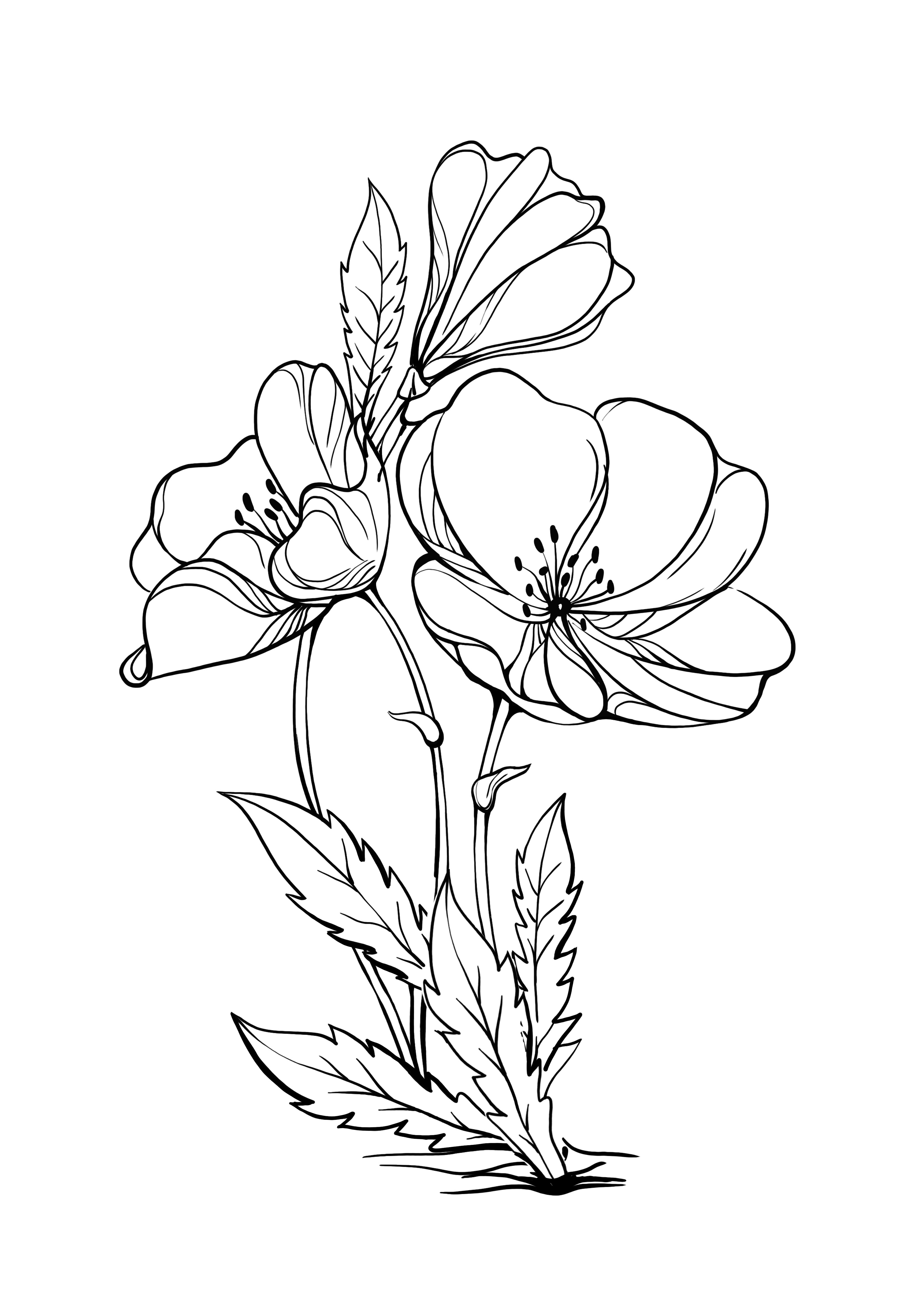 evening primrose dapat dicetak dan diwarnai