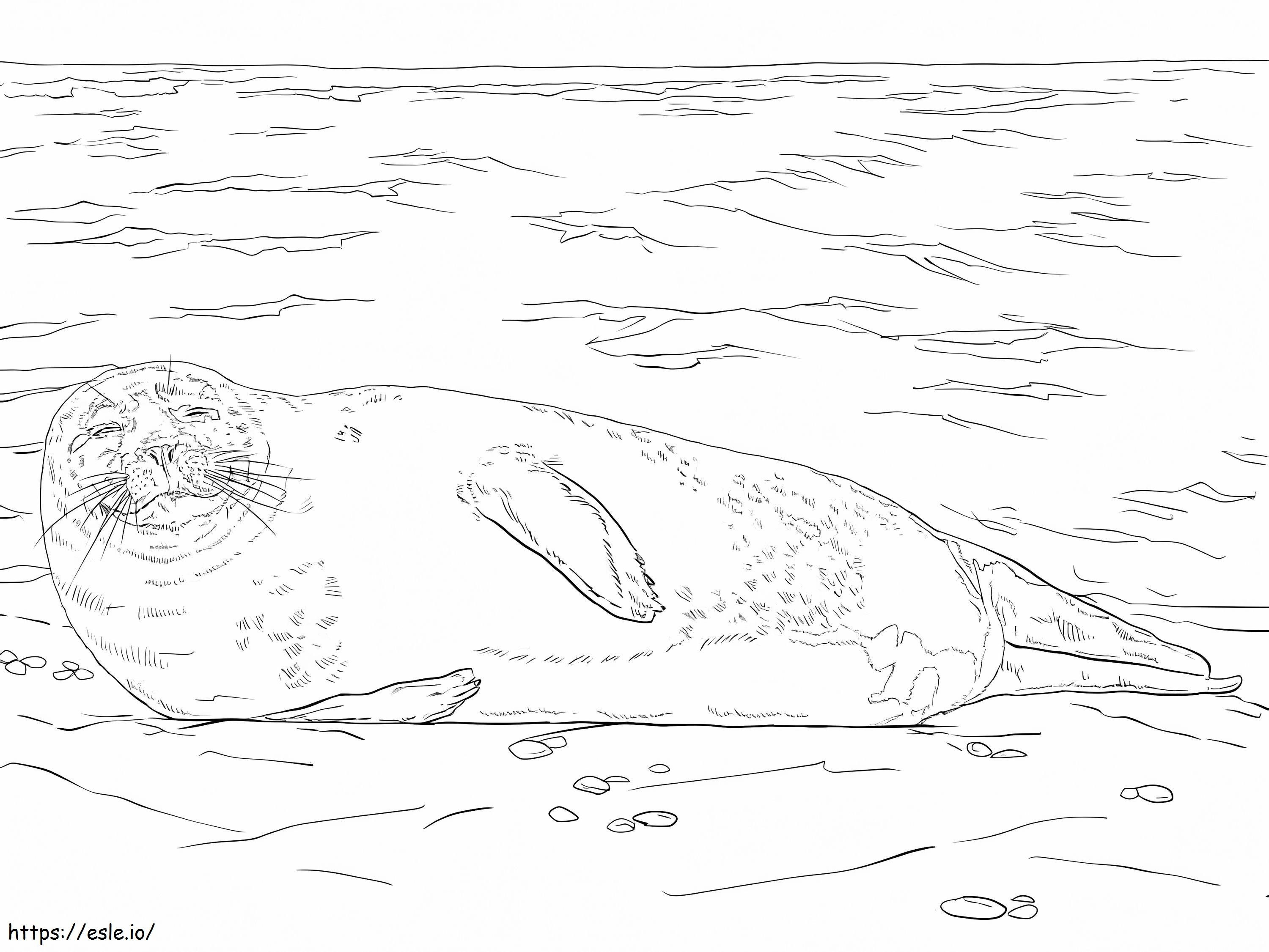 Harbor Seal kifestő
