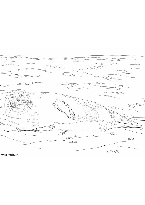 Harbor Seal coloring page